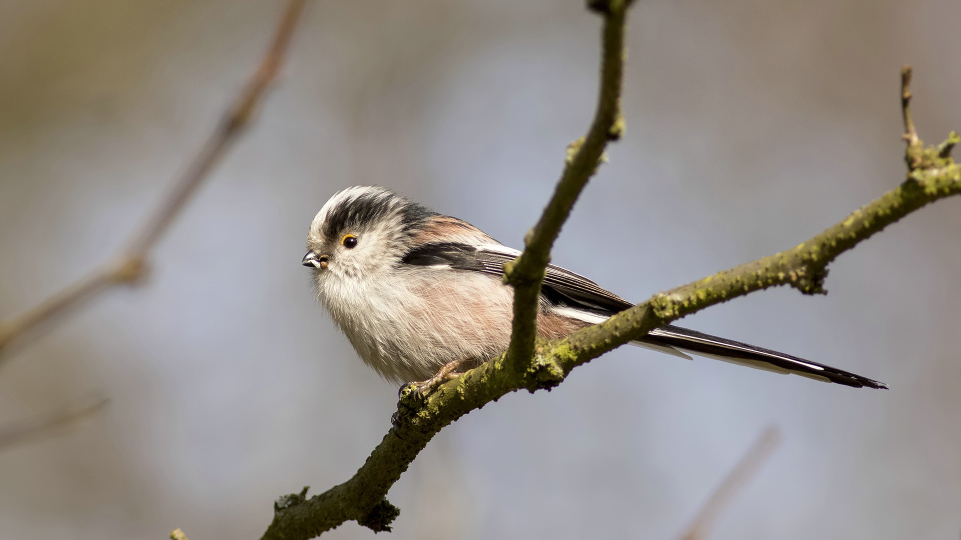 Uzunkuyruklu baştankara » Long-tailed Tit » Aegithalos caudatus