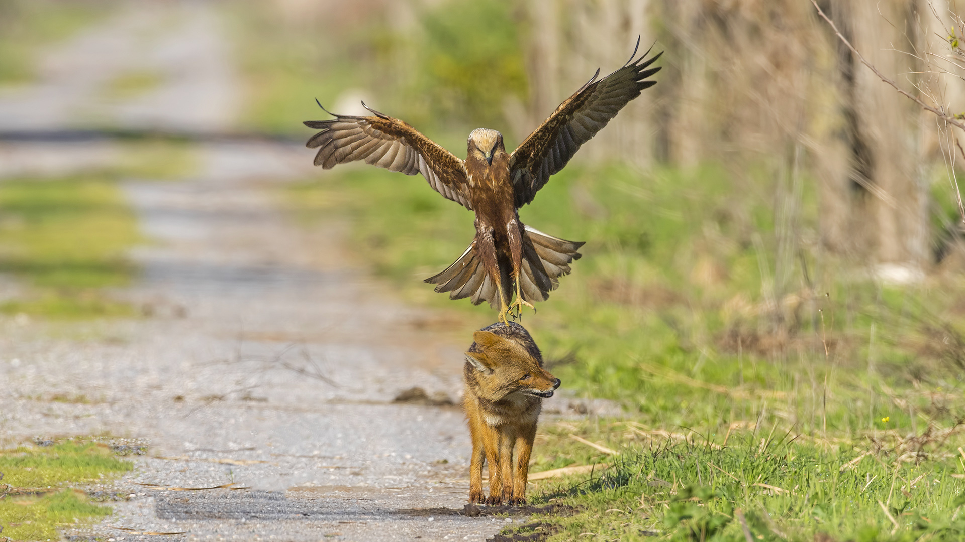 Saz delicesi » Western Marsh Harrier » Circus aeruginosus