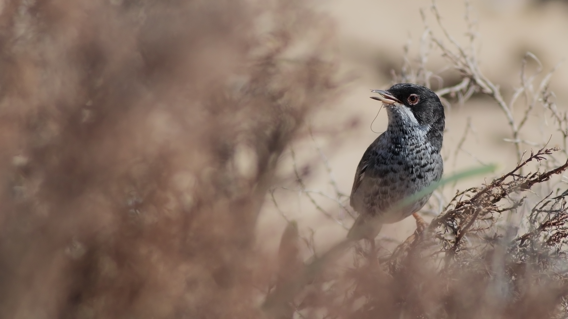 Kıbrıs ötleğeni » Cyprus Warbler » Sylvia melanothorax