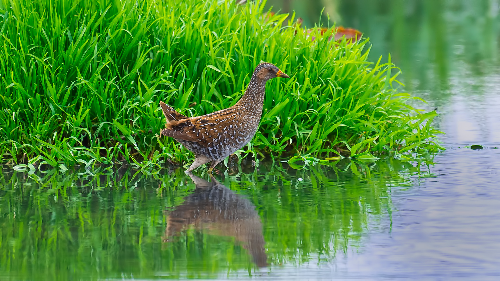 Benekli suyelvesi » Spotted Crake » Porzana porzana