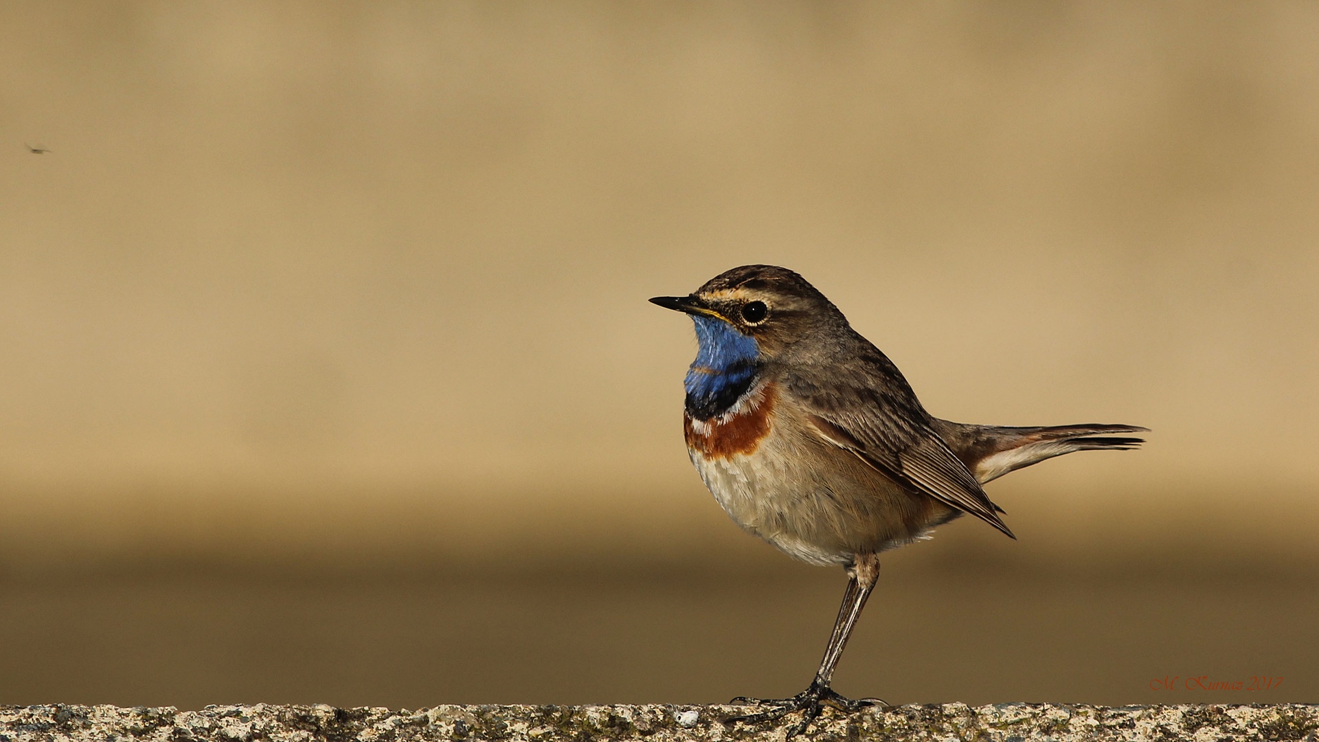 Mavigerdan » Bluethroat » Luscinia svecica