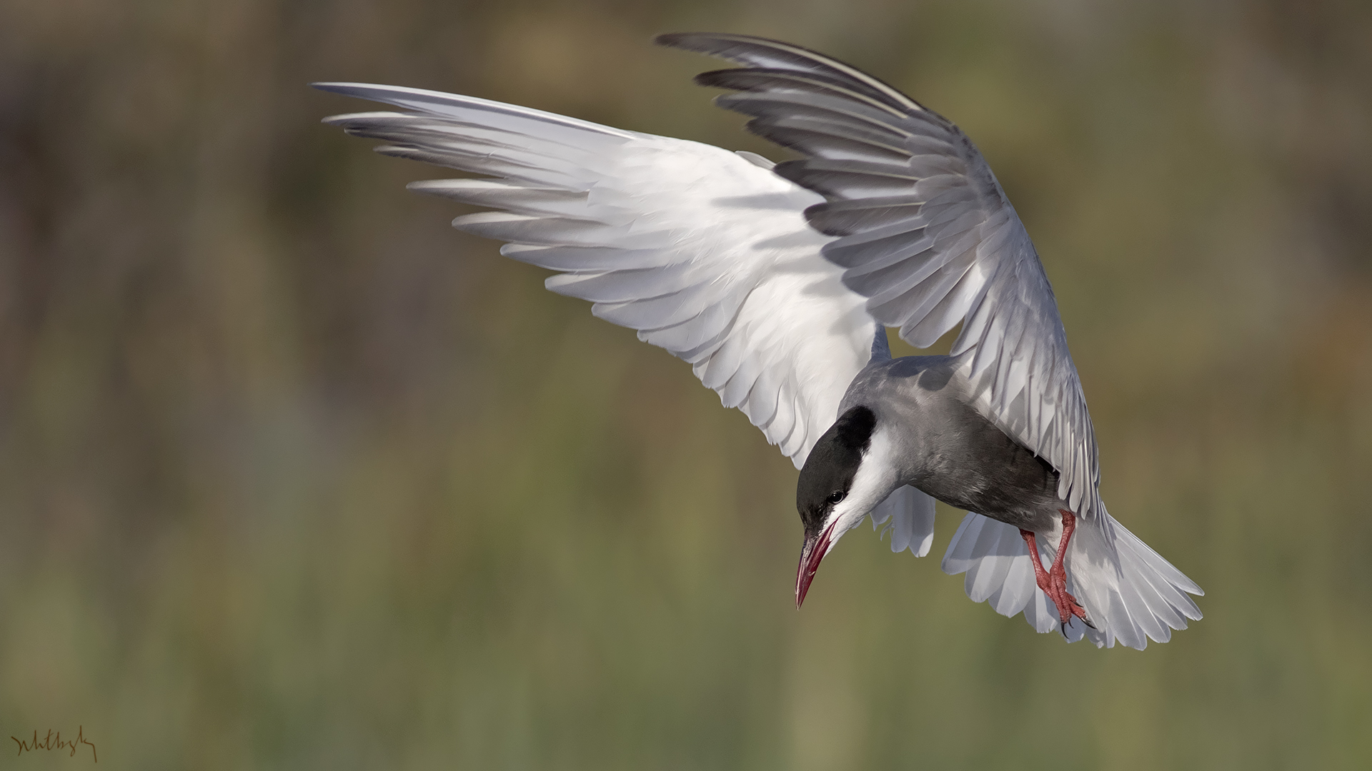 Bıyıklı sumru » Whiskered Tern » Chlidonias hybrida