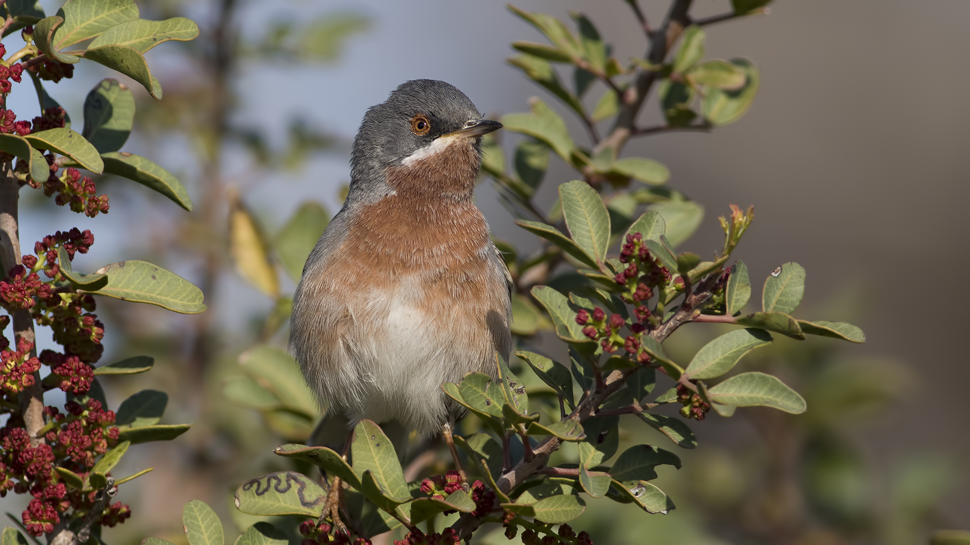 Bıyıklı ötleğen » Subalpine Warbler » Sylvia cantillans