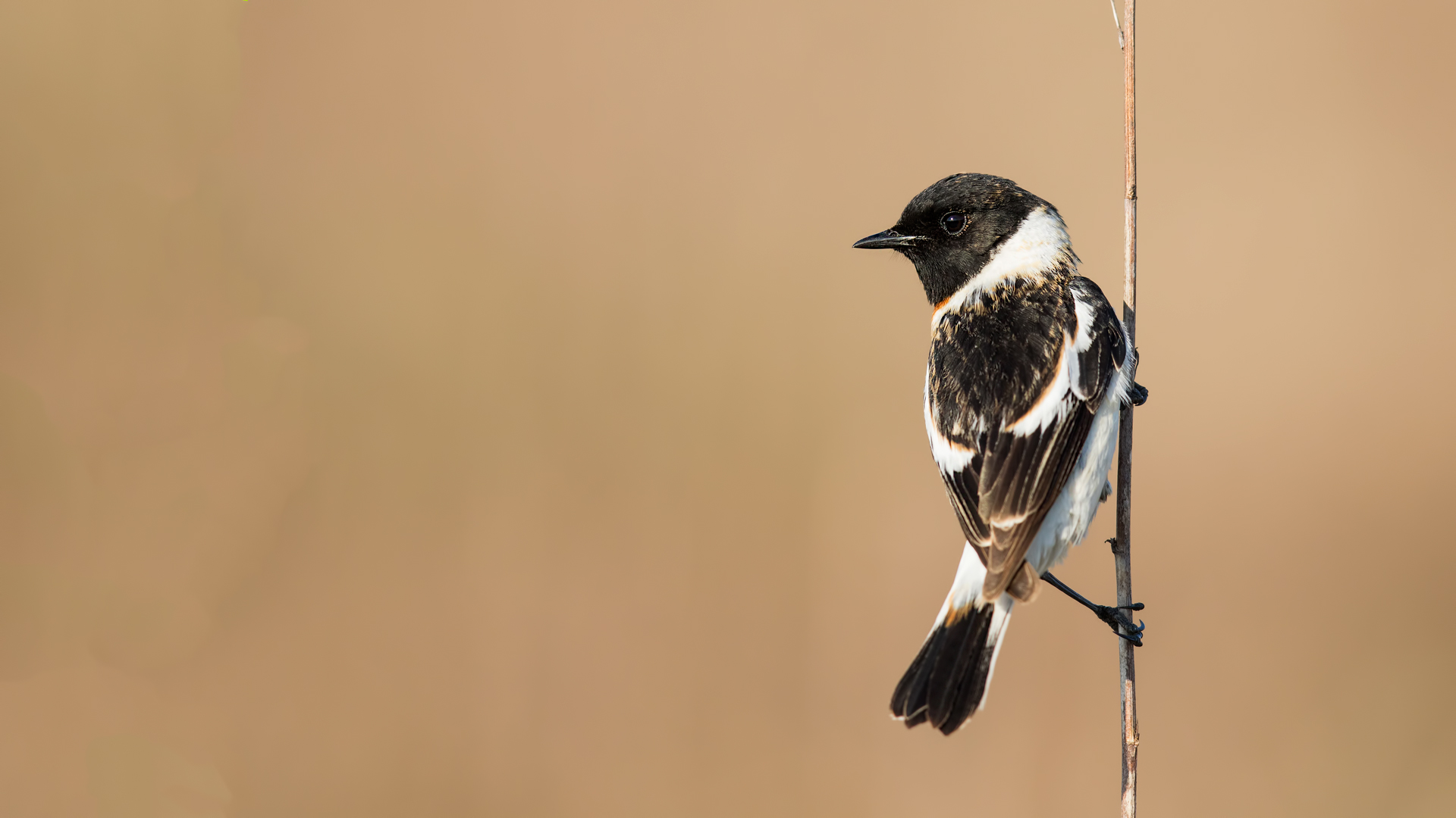 Sibirya taşkuşu » Siberian Stonechat » Saxicola maurus