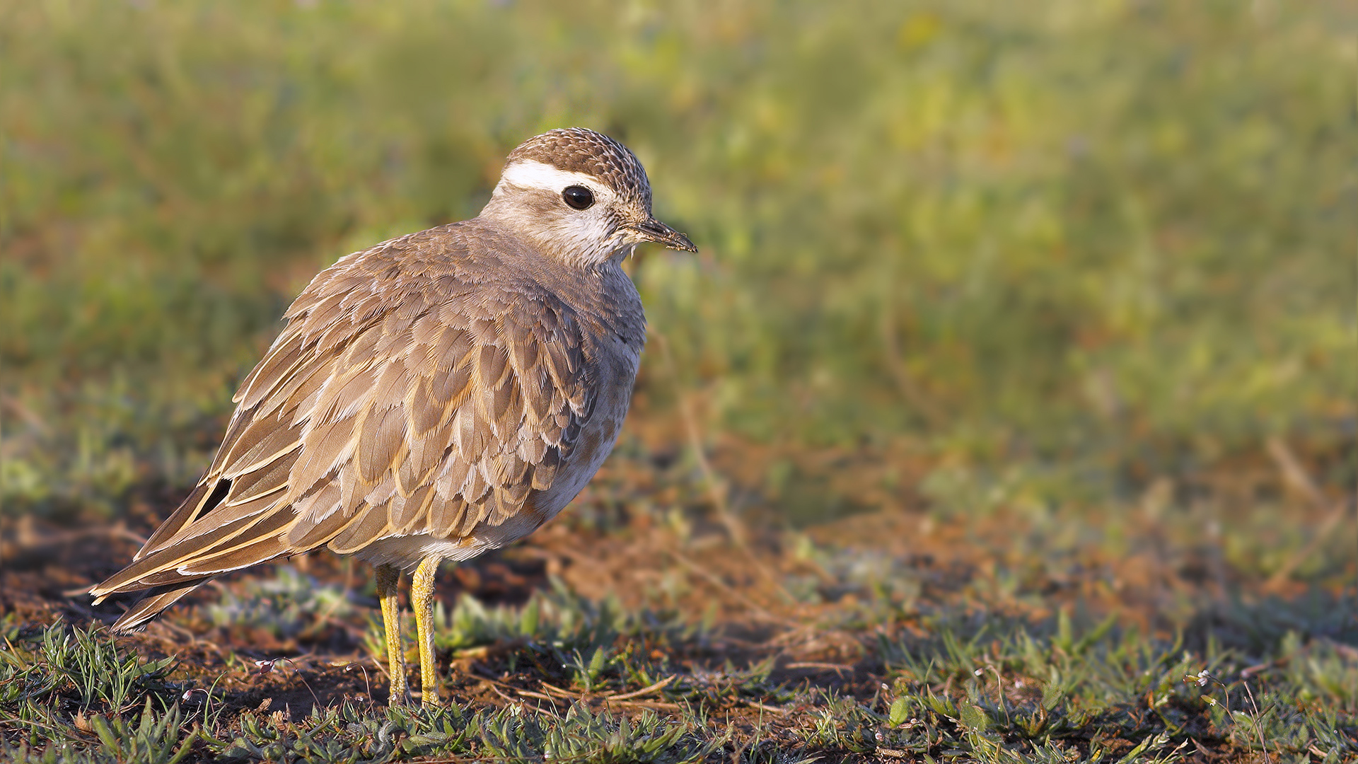 Dağ cılıbıtı » Eurasian Dotterel » Charadrius morinellus