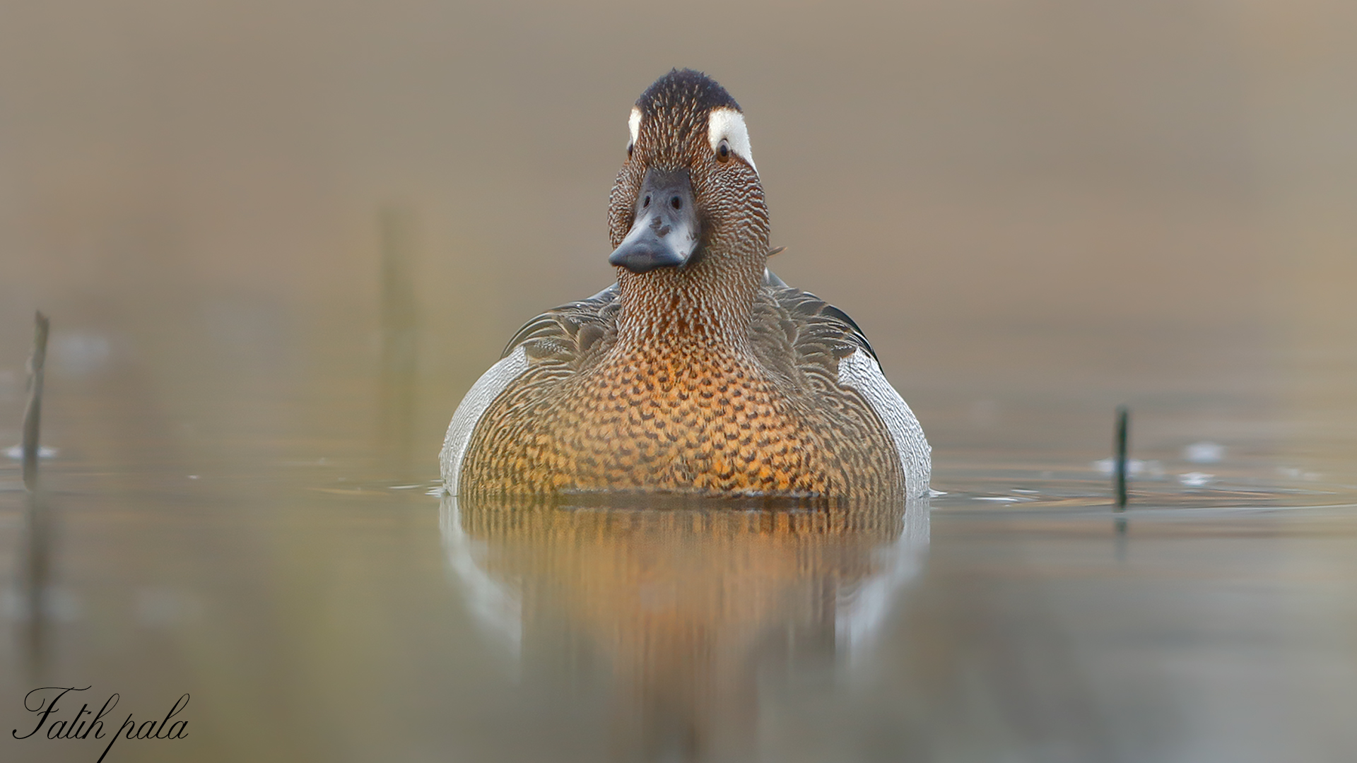 Çıkrıkçın » Garganey » Spatula querquedula