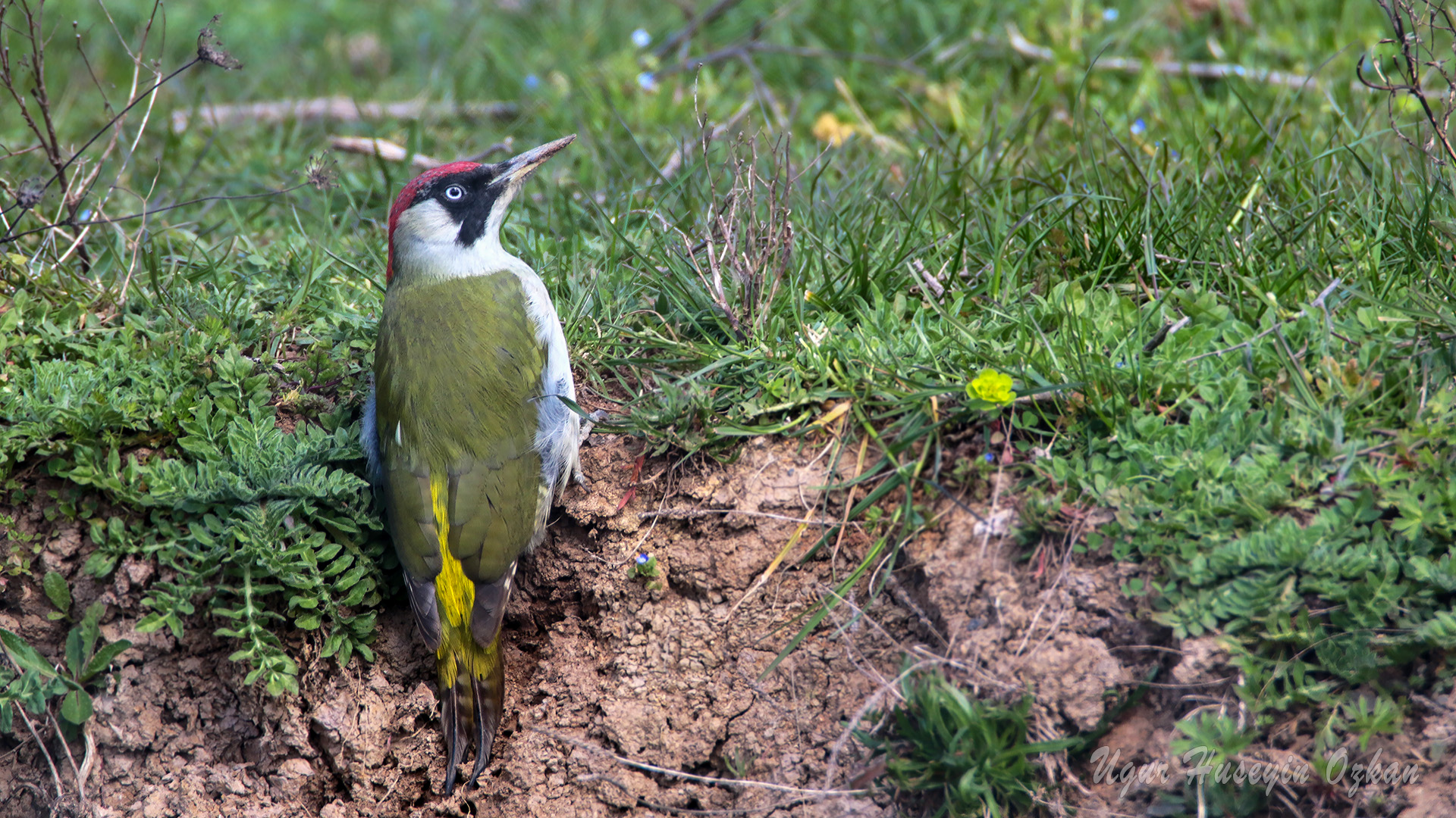 Yeşil ağaçkakan » European Green Woodpecker » Picus viridis