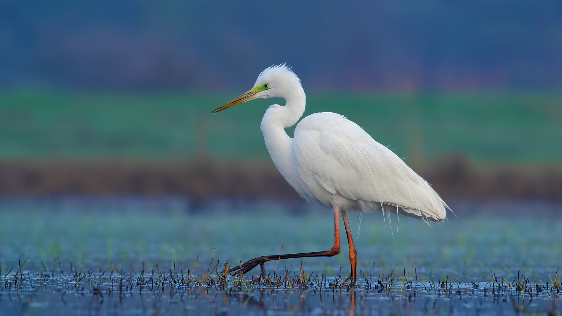 Büyük ak balıkçıl » Great Egret » Ardea alba