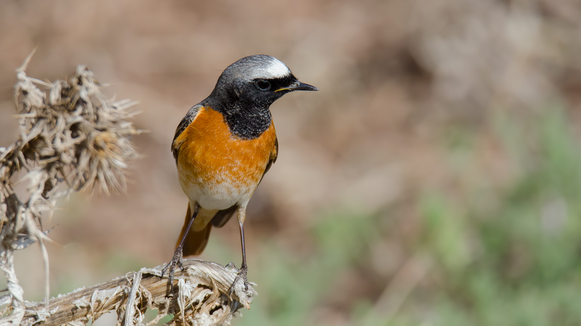 Kızılkuyruk » Common Redstart » Phoenicurus phoenicurus