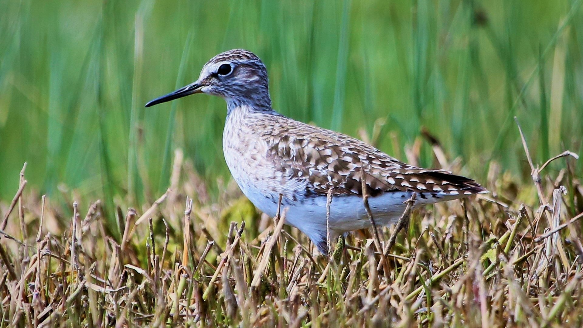 Orman düdükçünü » Wood Sandpiper » Tringa glareola