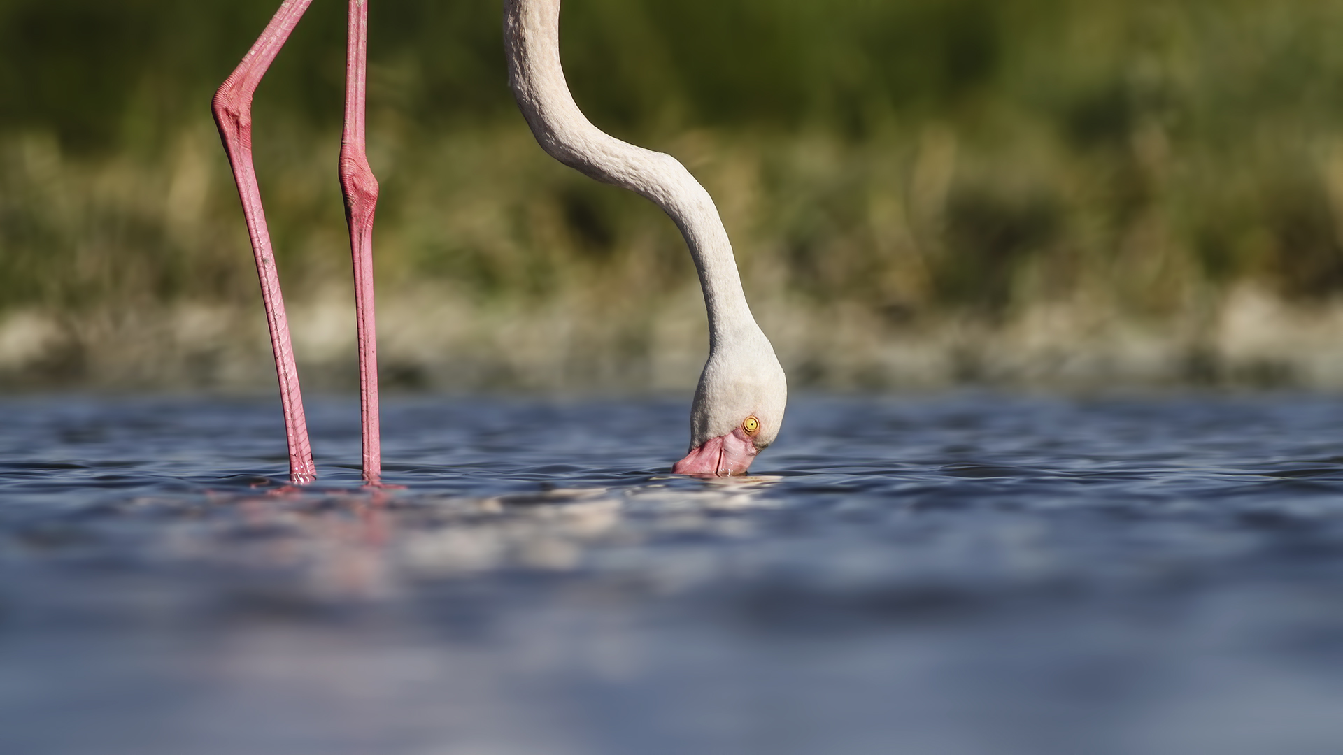 Flamingo