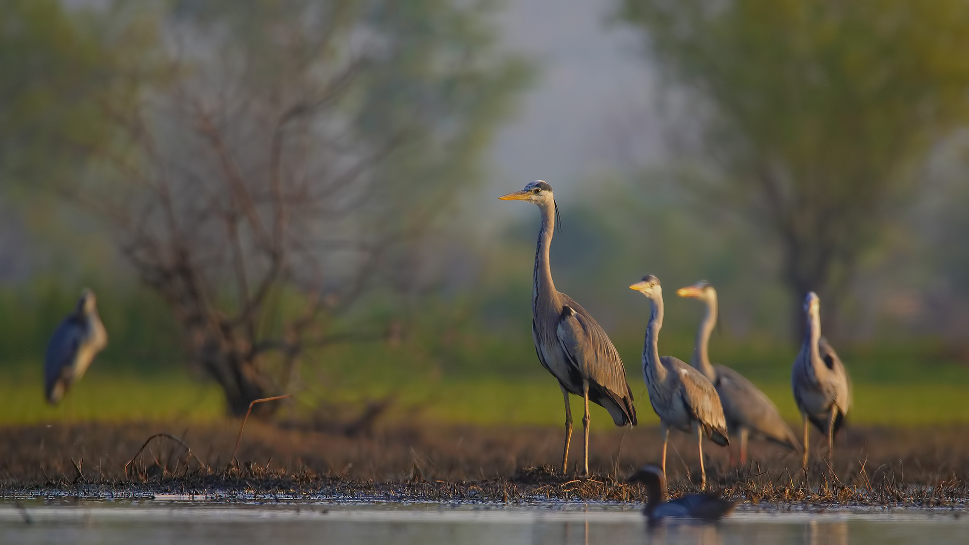 Gri balıkçıl » Grey Heron » Ardea cinerea