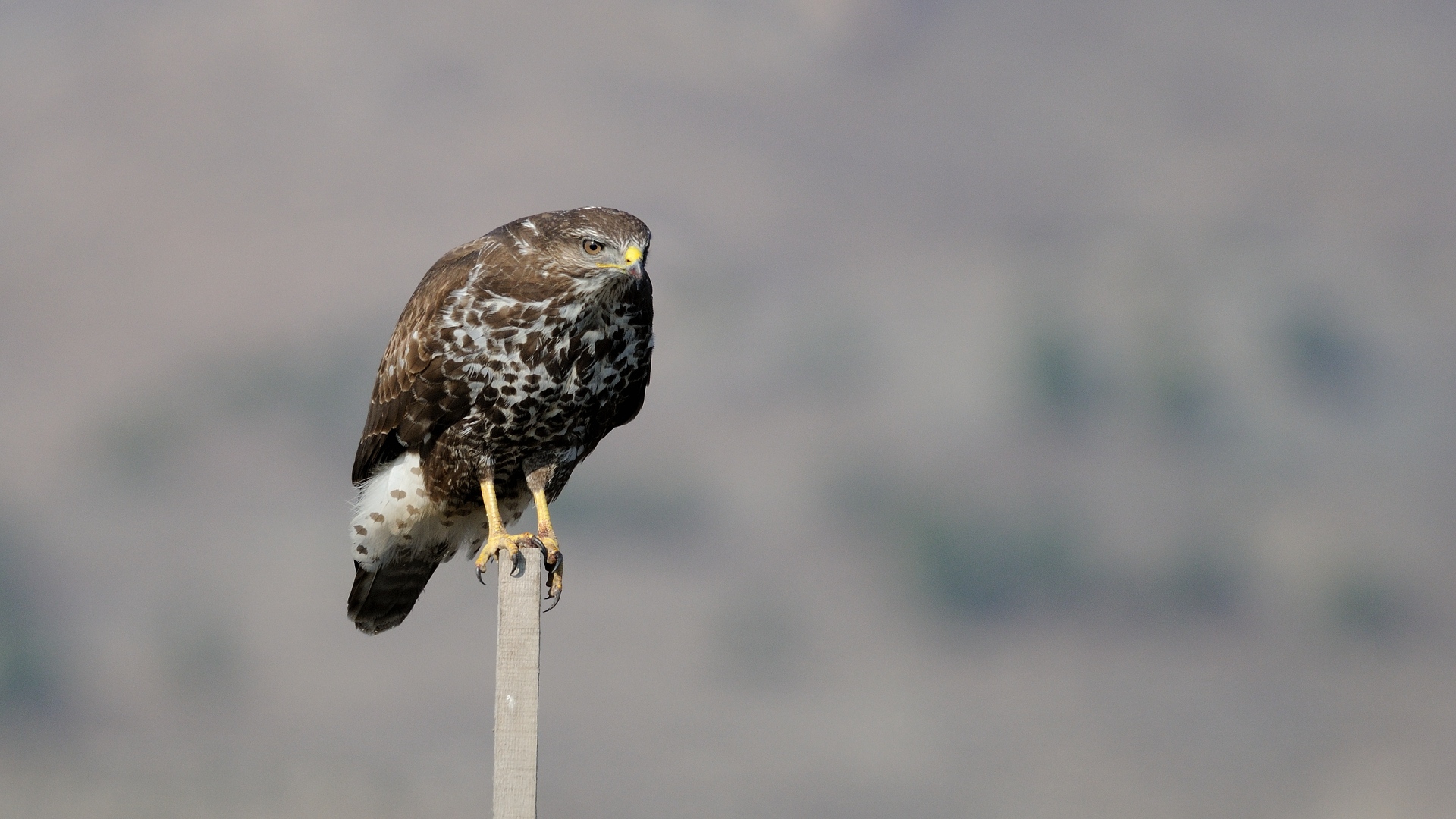 Şahin » Common Buzzard » Buteo buteo