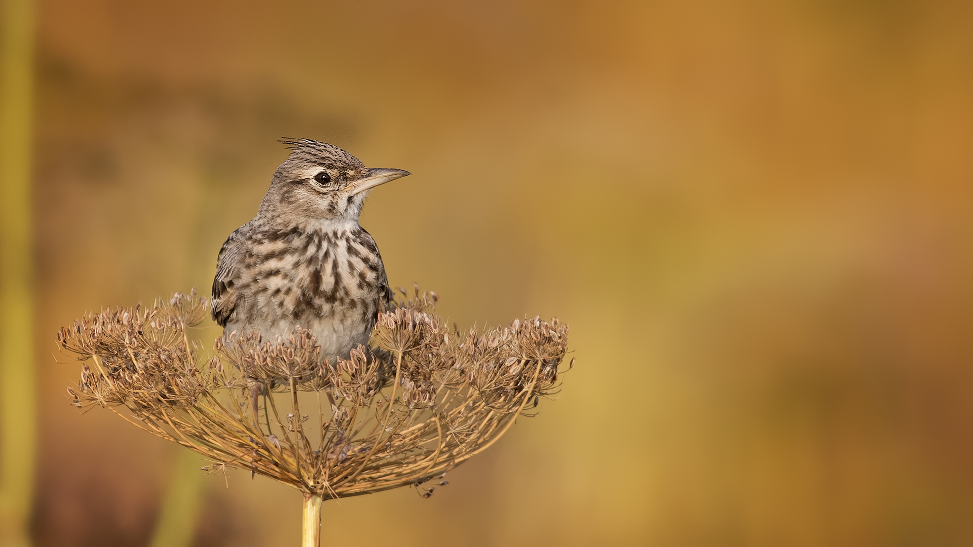 Tepeli toygar » Crested Lark » Galerida cristata