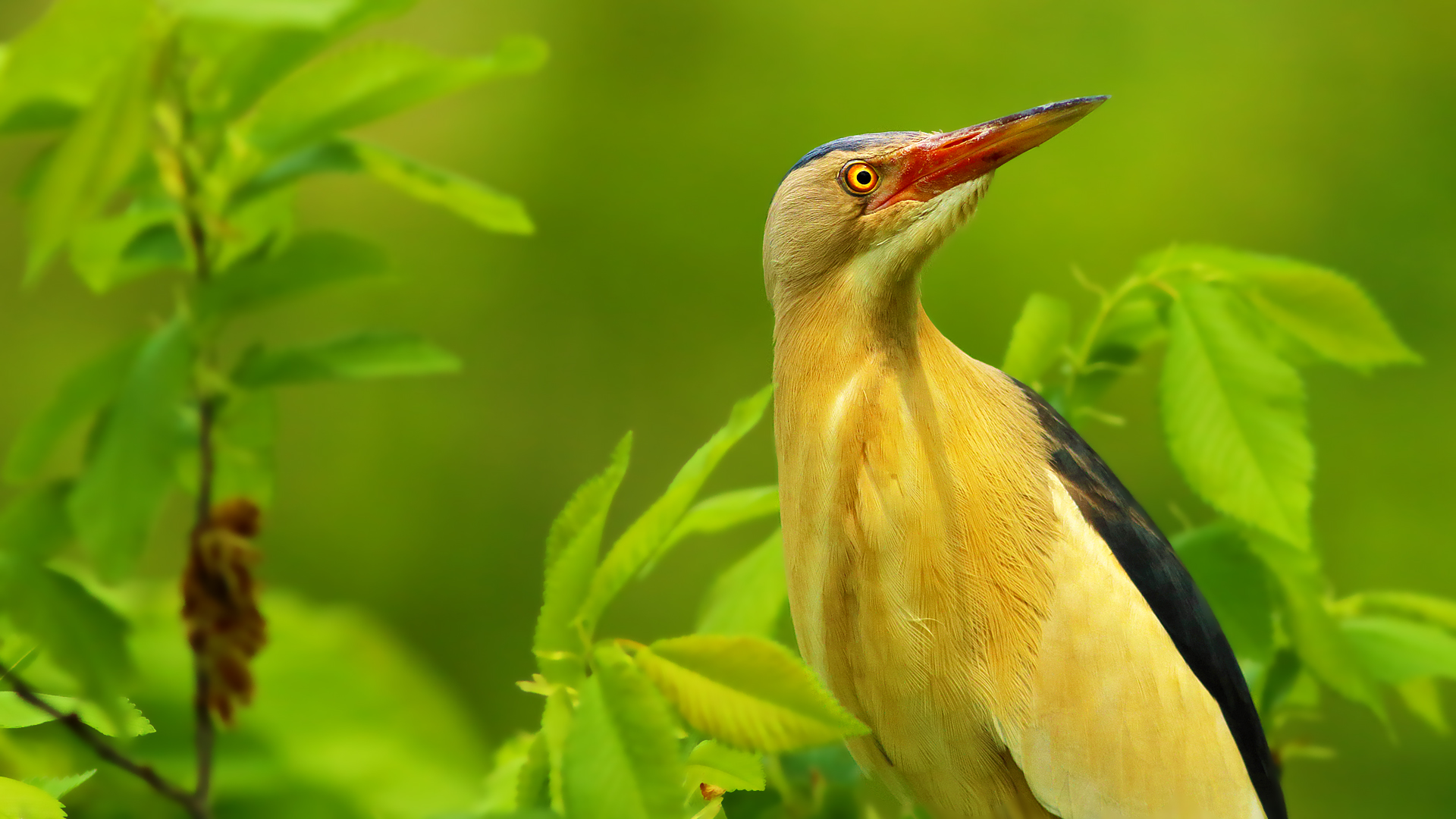 Küçük balaban » Little Bittern » Ixobrychus minutus