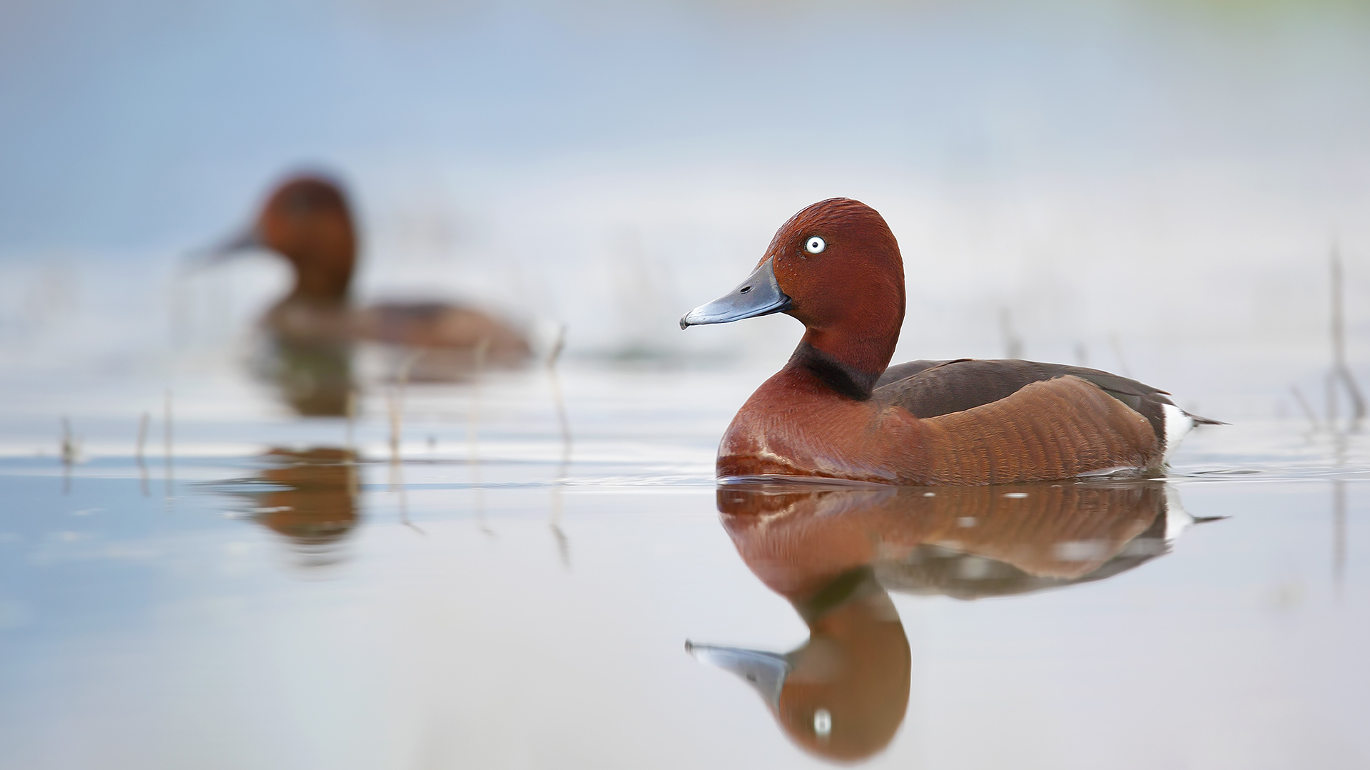 Pasbaş patka » Ferruginous Duck » Aythya nyroca