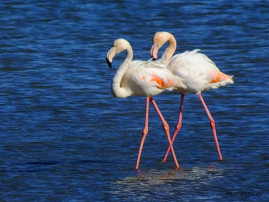 Flamingo