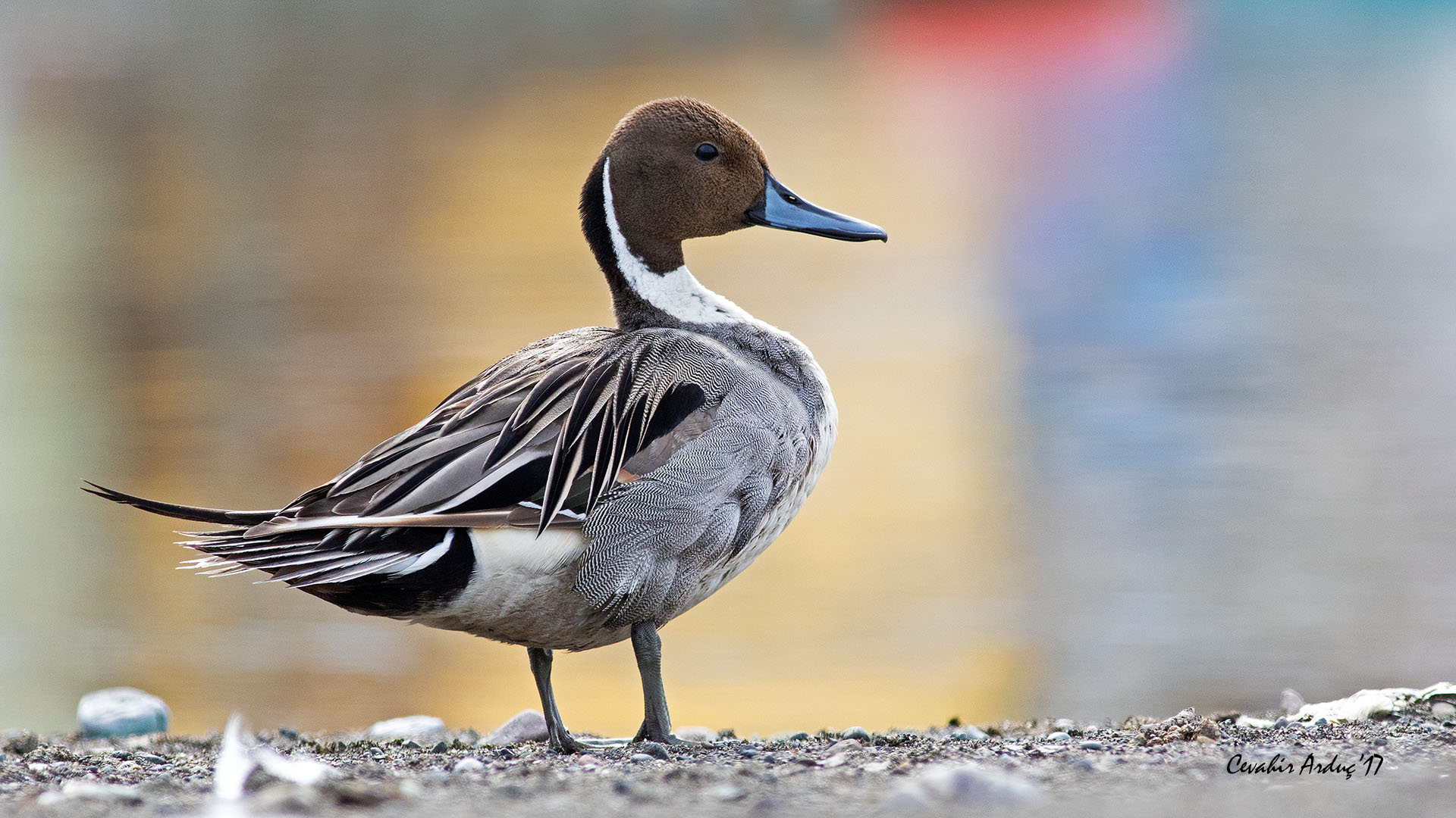 Kılkuyruk » Northern Pintail » Anas acuta