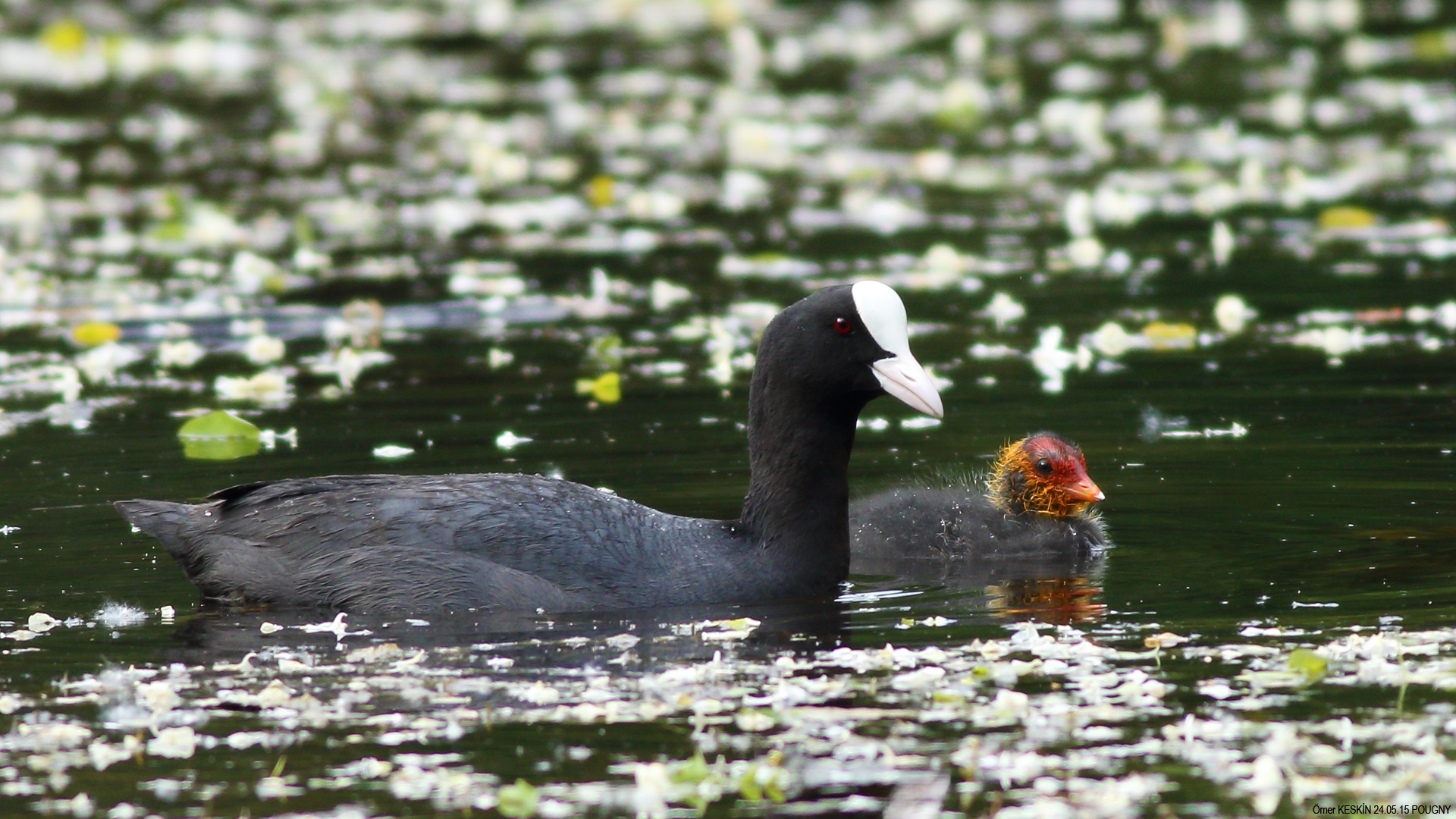 Sakarmeke » Eurasian Coot » Fulica atra