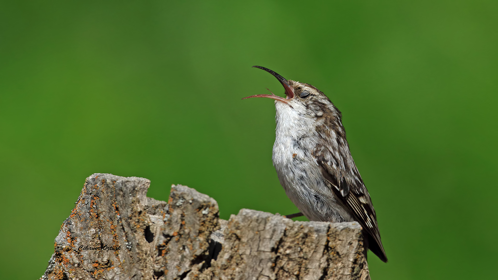 Bahçe tırmaşıkkuşu » Short-toed Treecreeper » Certhia brachydactyla