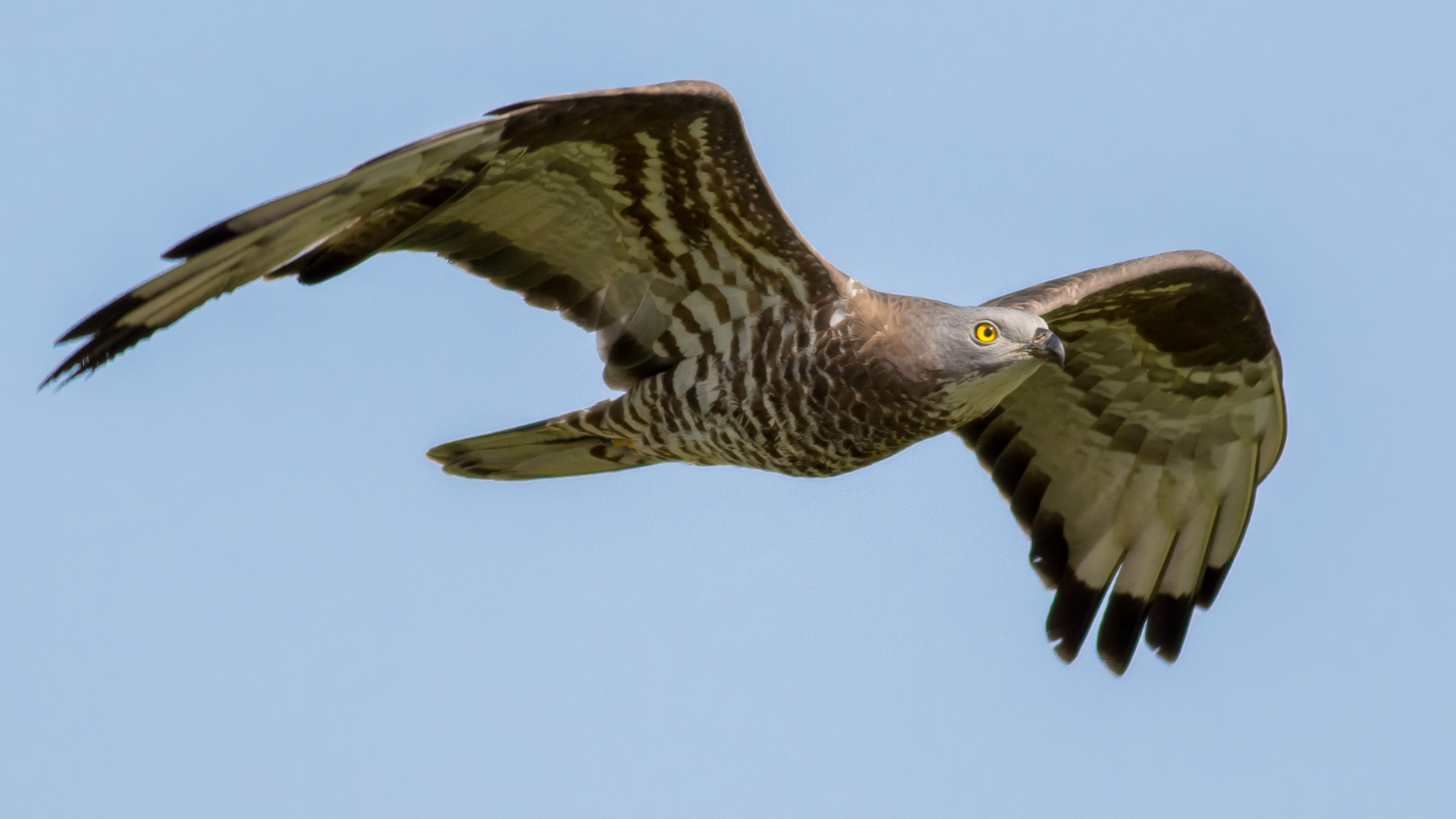 Arı şahini » European Honey Buzzard » Pernis apivorus