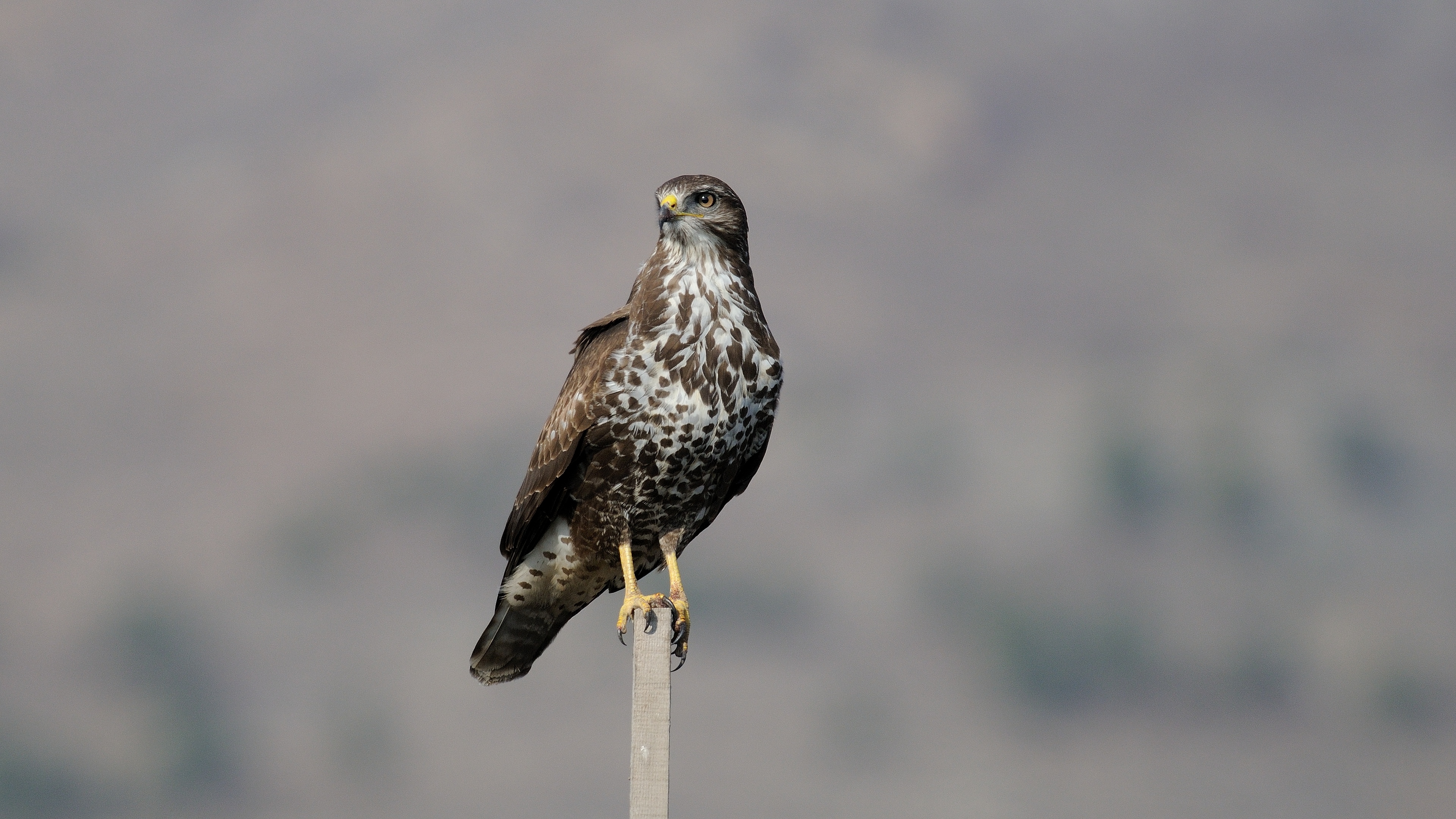 Şahin » Common Buzzard » Buteo buteo