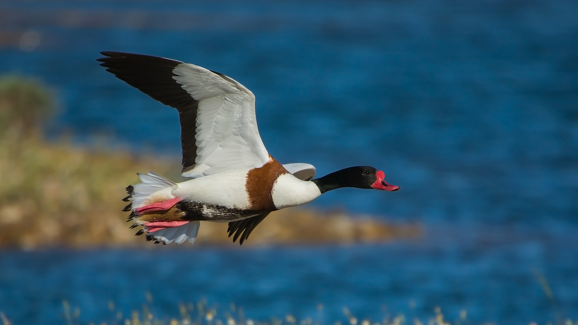 Suna » Common Shelduck » Tadorna tadorna