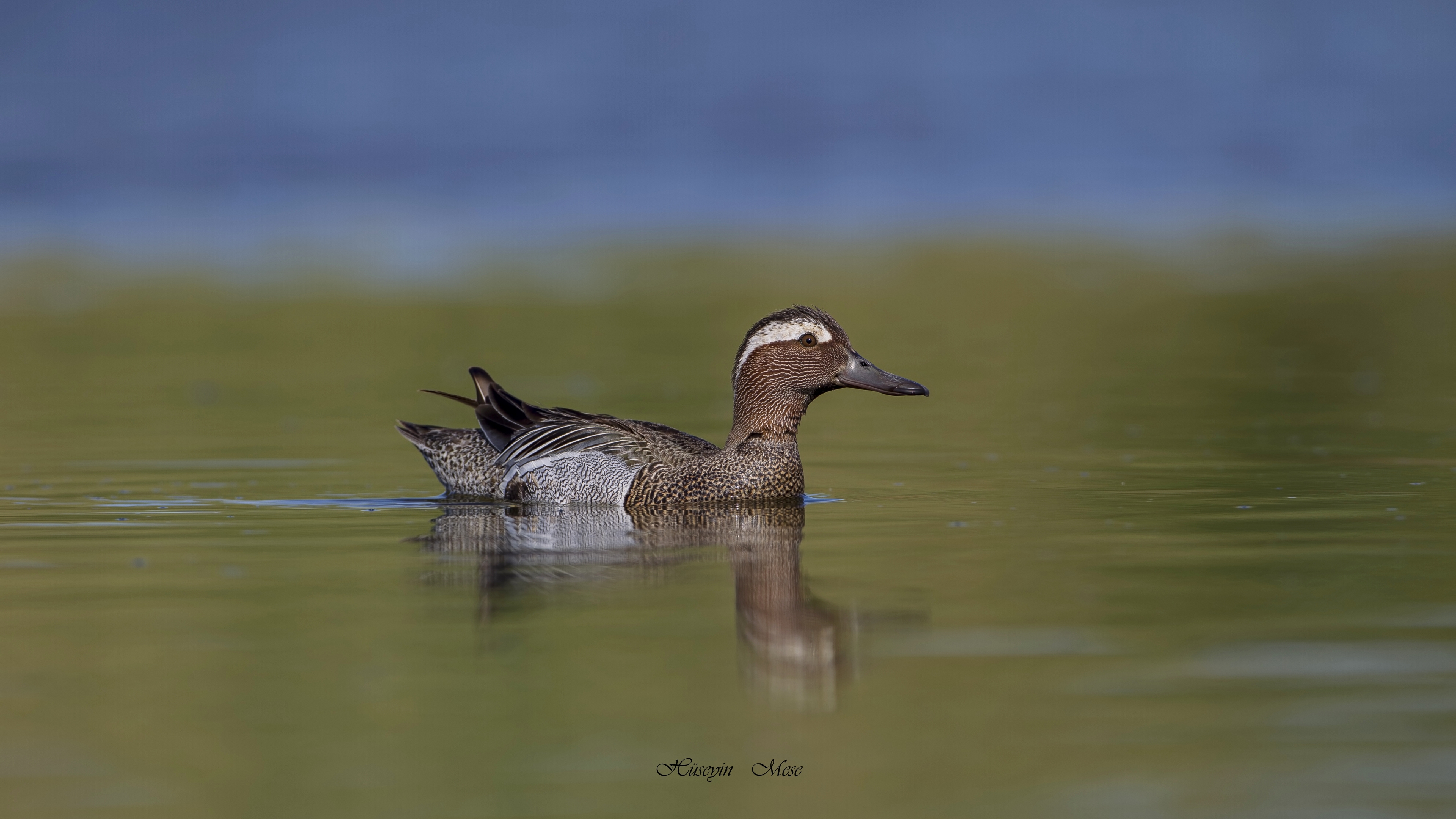 Çıkrıkçın » Garganey » Spatula querquedula