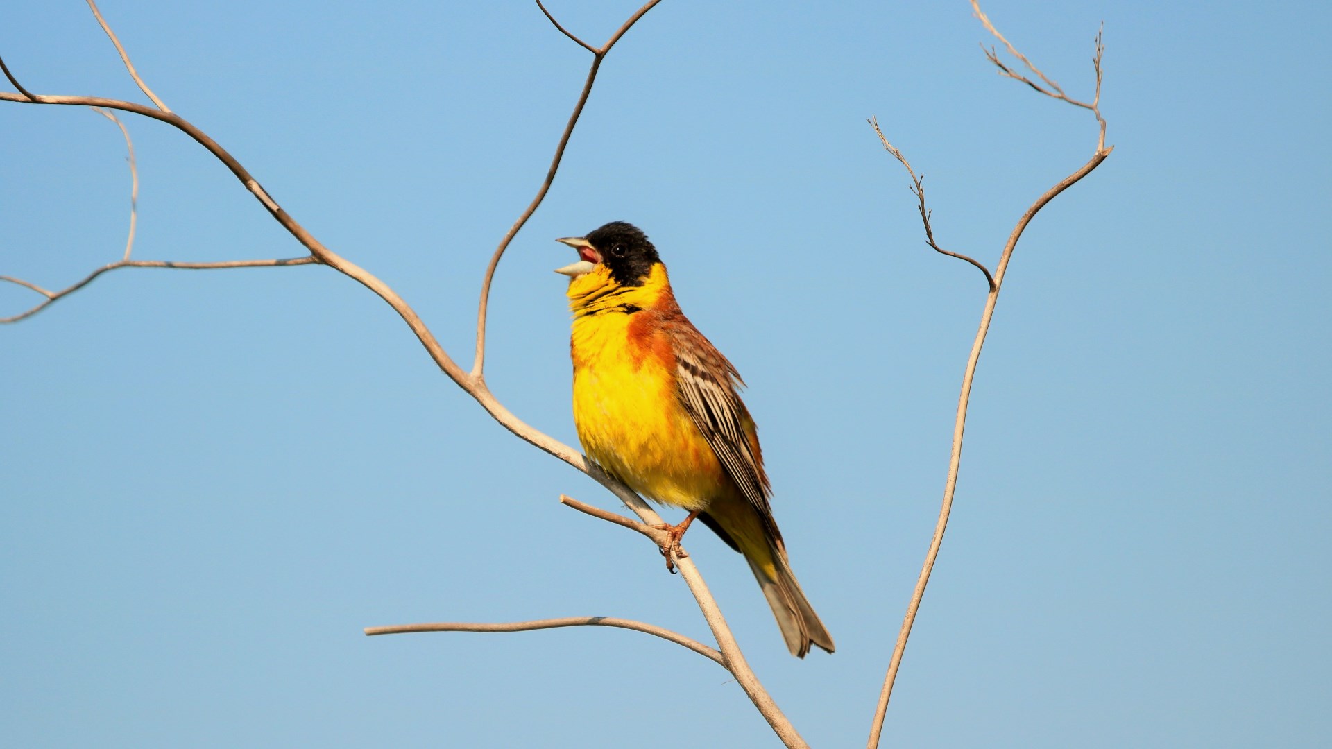 Karabaşlı kirazkuşu » Black-headed Bunting » Emberiza melanocephala