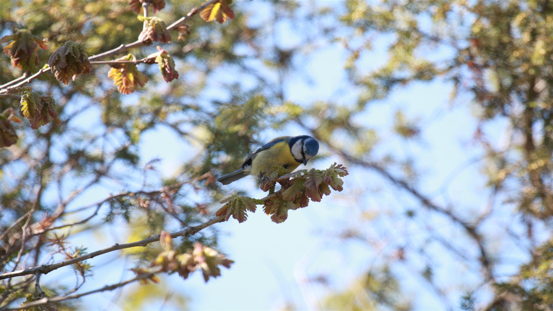 Mavi baştankara » Eurasian Blue Tit » Cyanistes caeruleus