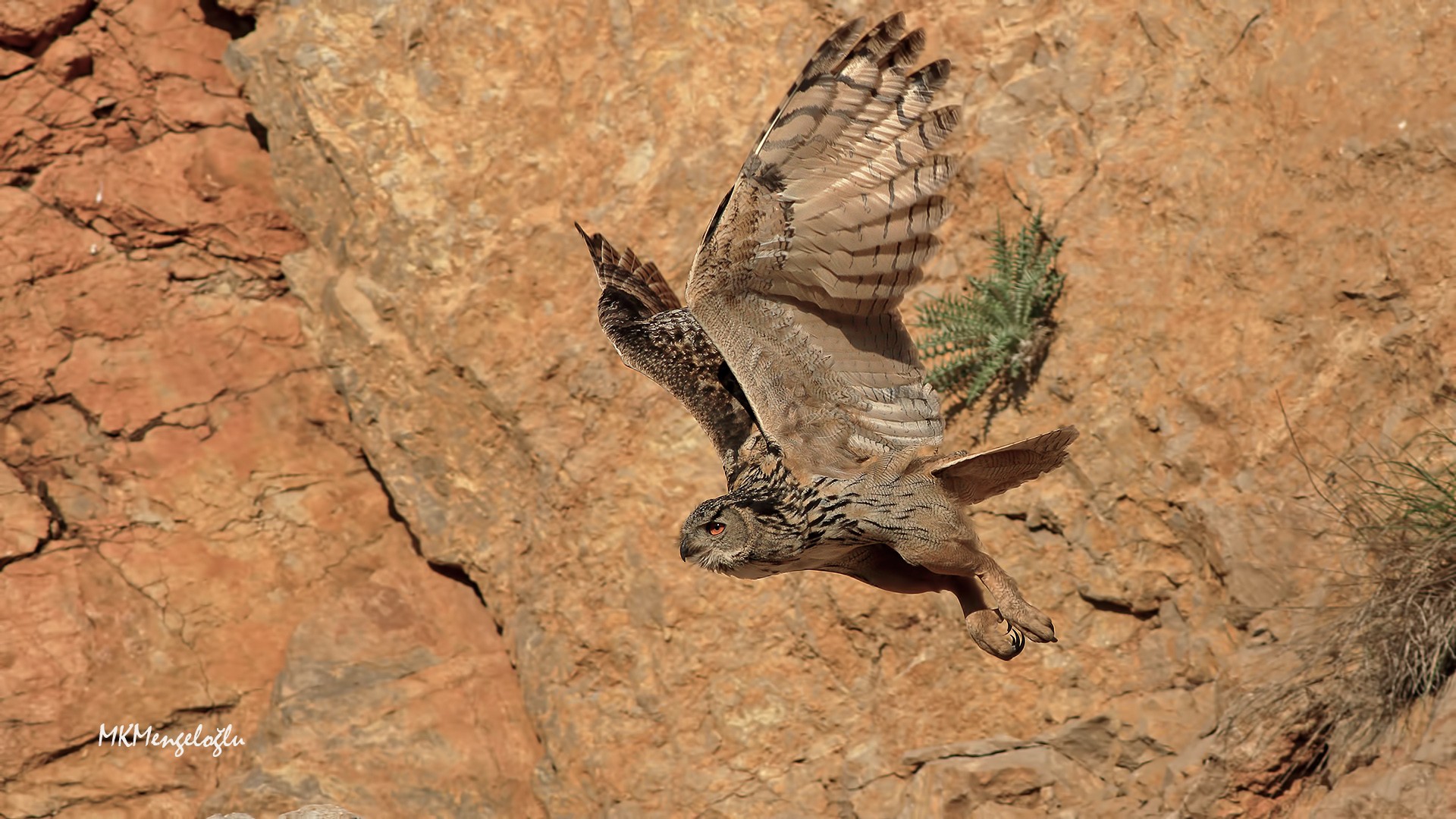 Puhu » Eurasian Eagle-Owl » Bubo bubo