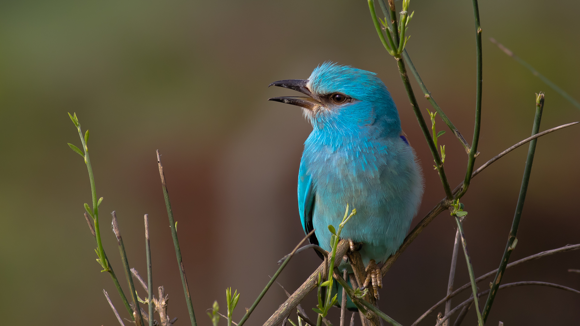 Gökkuzgun » European Roller » Coracias garrulus