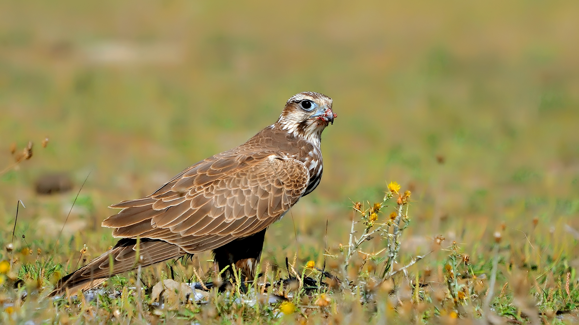 Ulu doğan » Saker Falcon » Falco cherrug