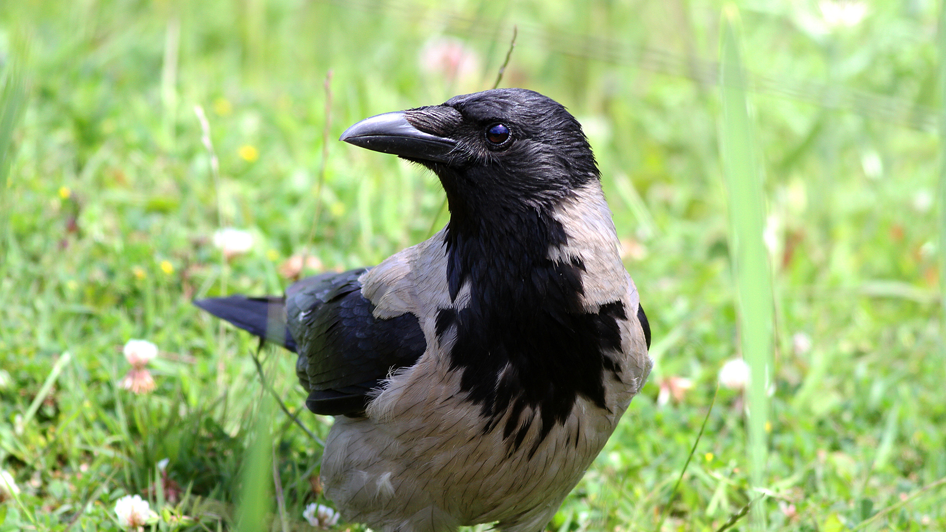 Leş kargası » Hooded Crow » Corvus cornix