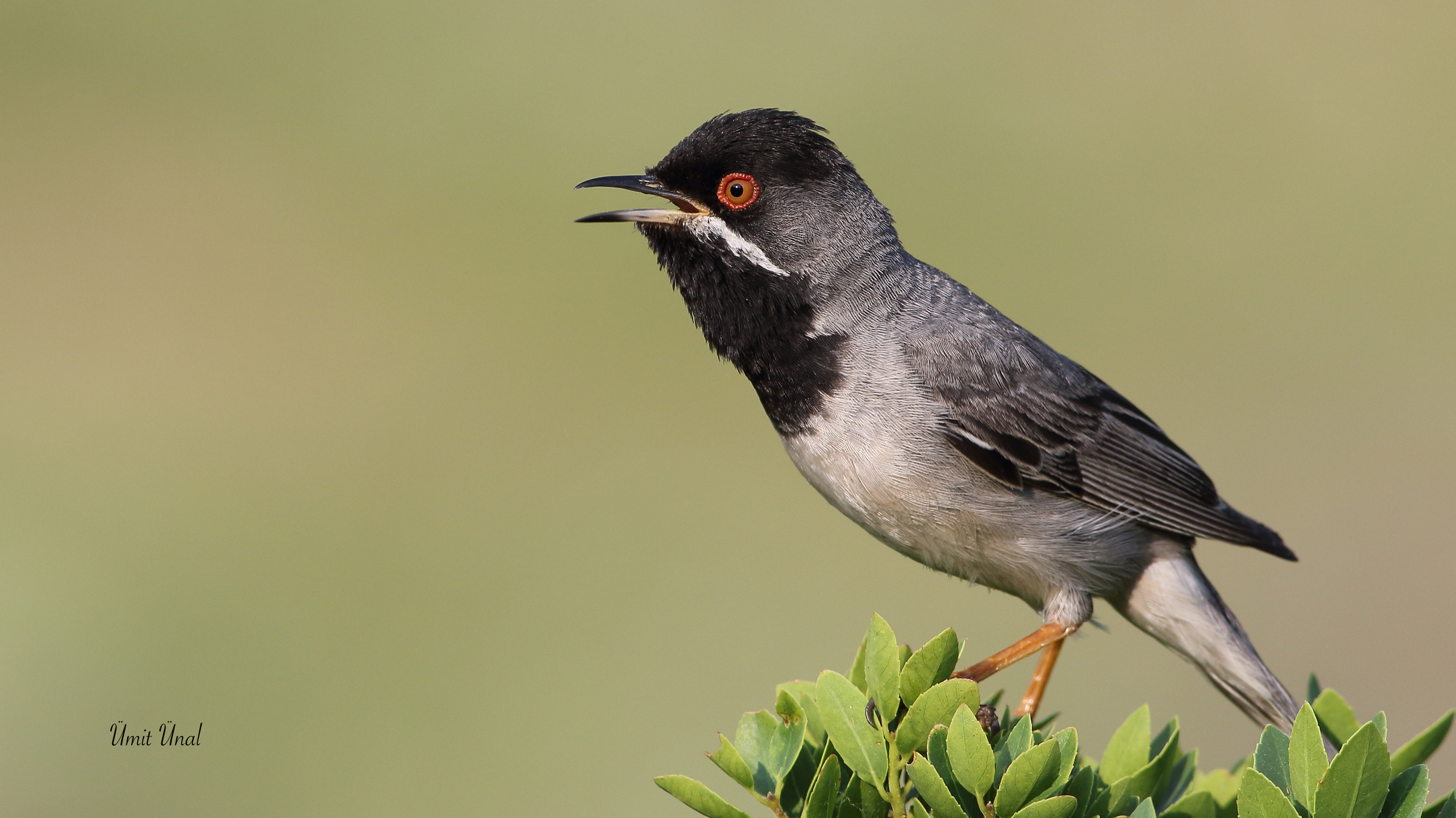 Karaboğazlı ötleğen » Rüppell`s Warbler » Sylvia ruppeli