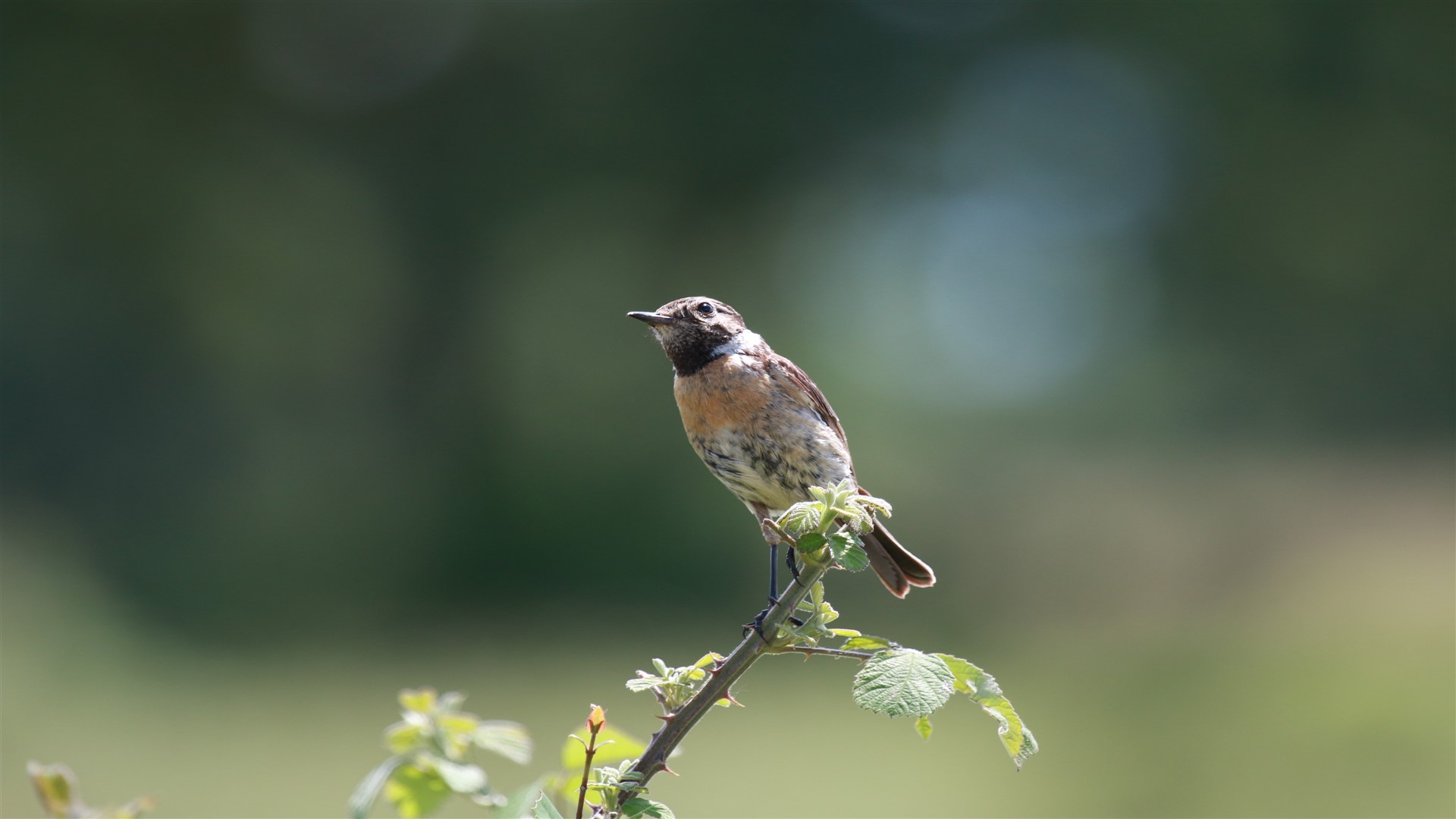 Taşkuşu » European Stonechat » Saxicola rubicola