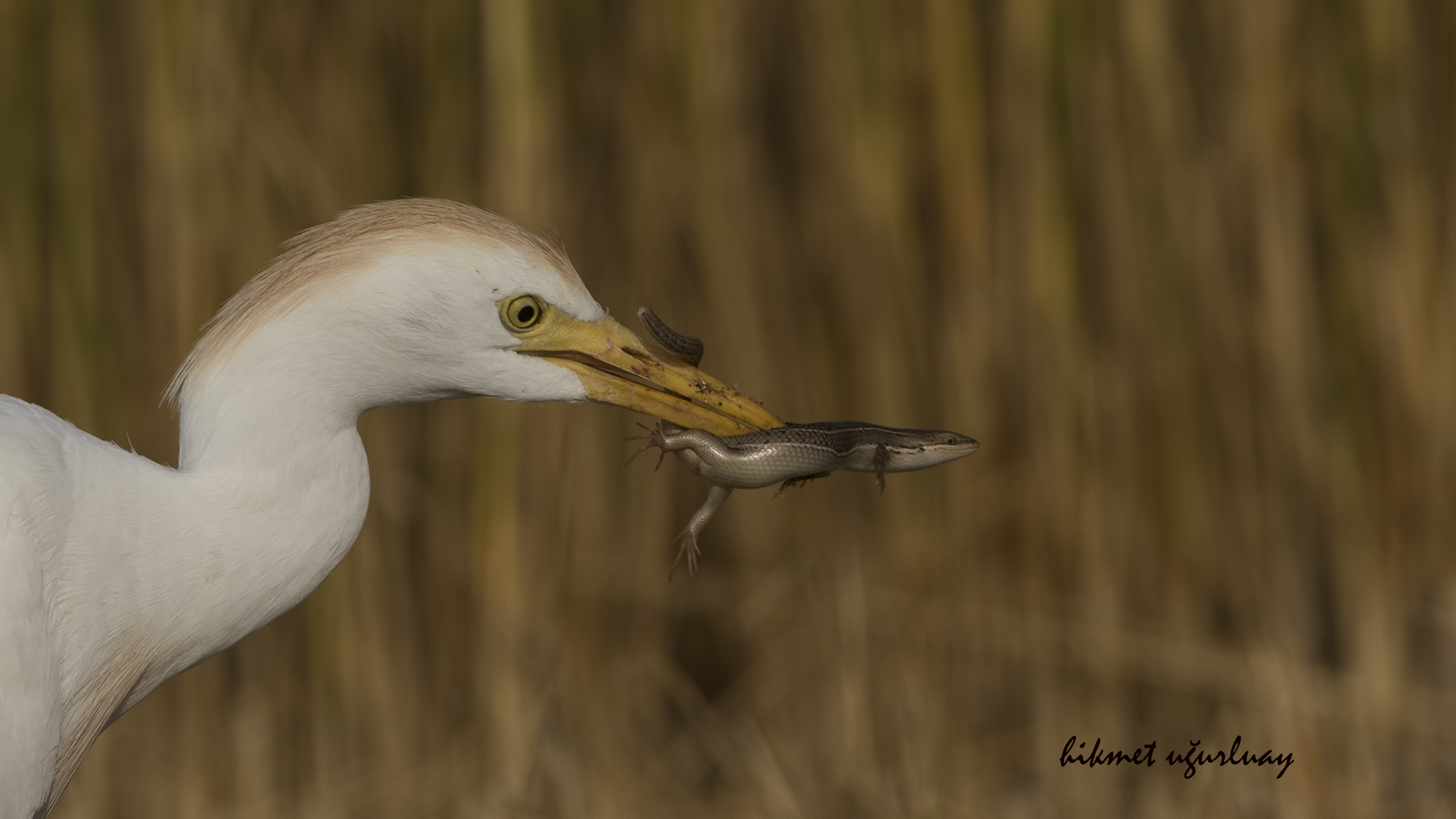 Sığır balıkçılı » Western Cattle Egret » Bubulcus ibis