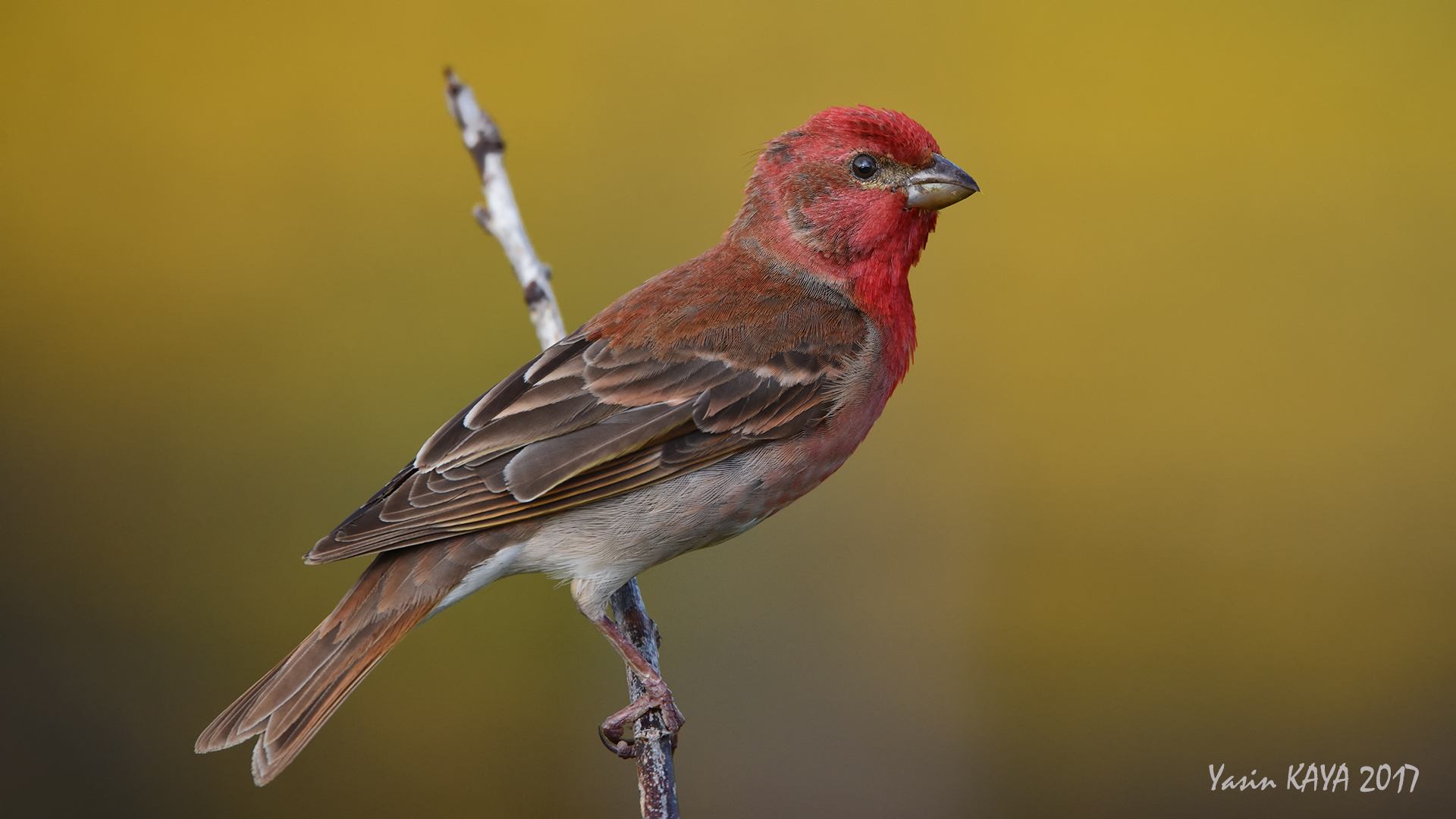 Çütre » Common Rosefinch » Carpodacus erythrinus