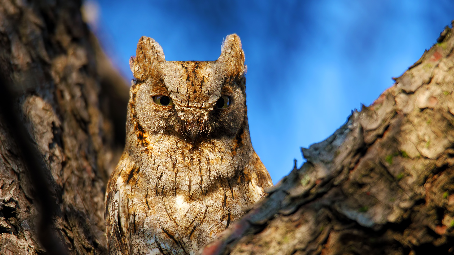 İshakkuşu » Eurasian Scops Owl » Otus scops