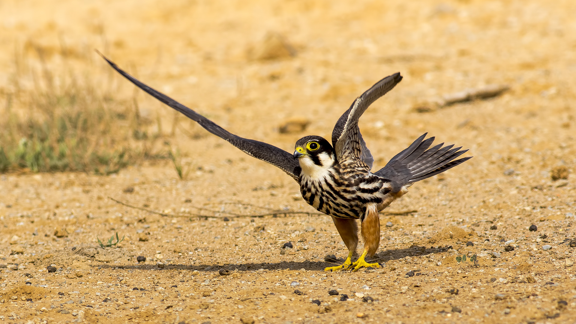 Delice doğan » Eurasian Hobby » Falco subbuteo