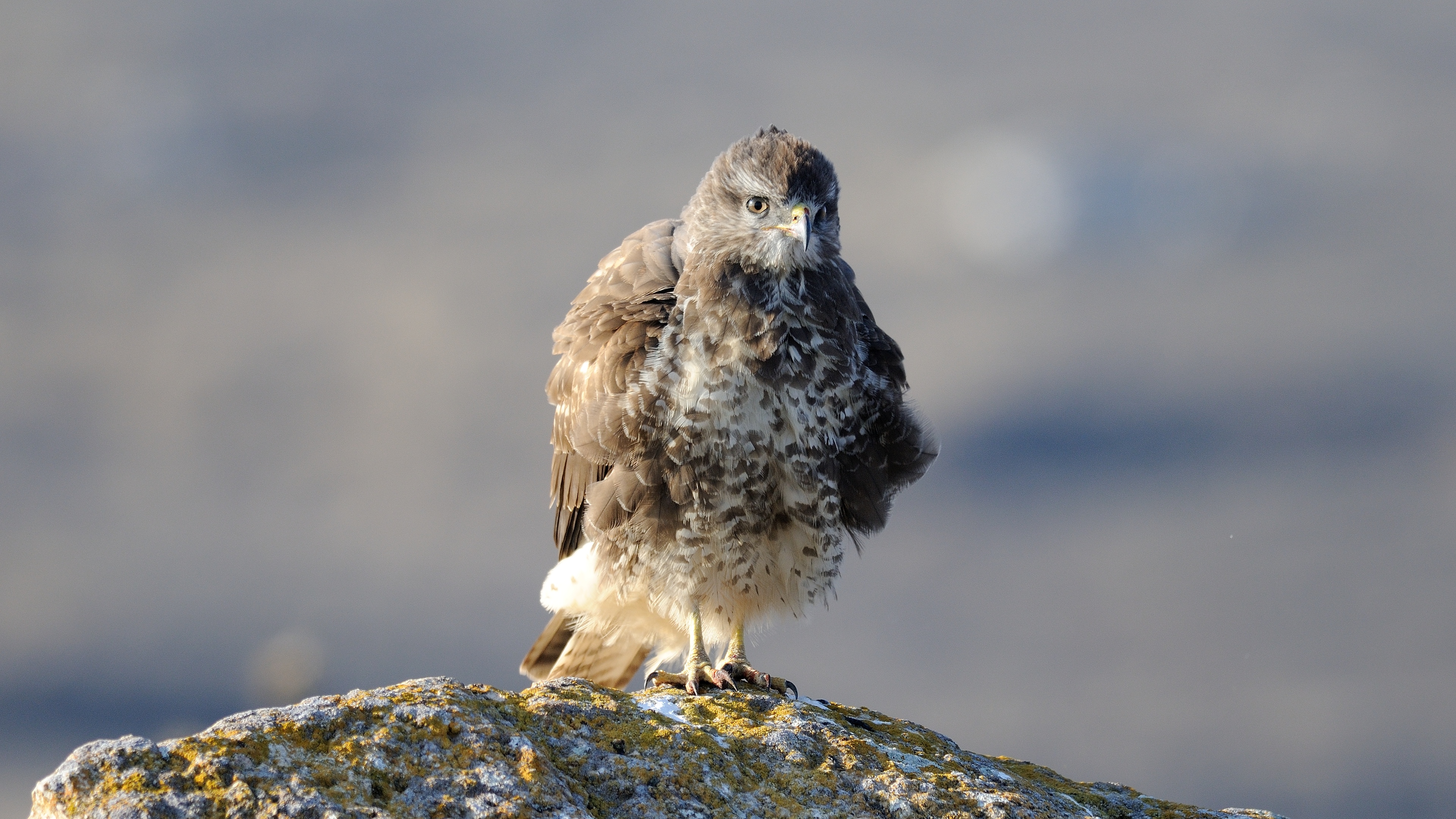 Şahin » Common Buzzard » Buteo buteo