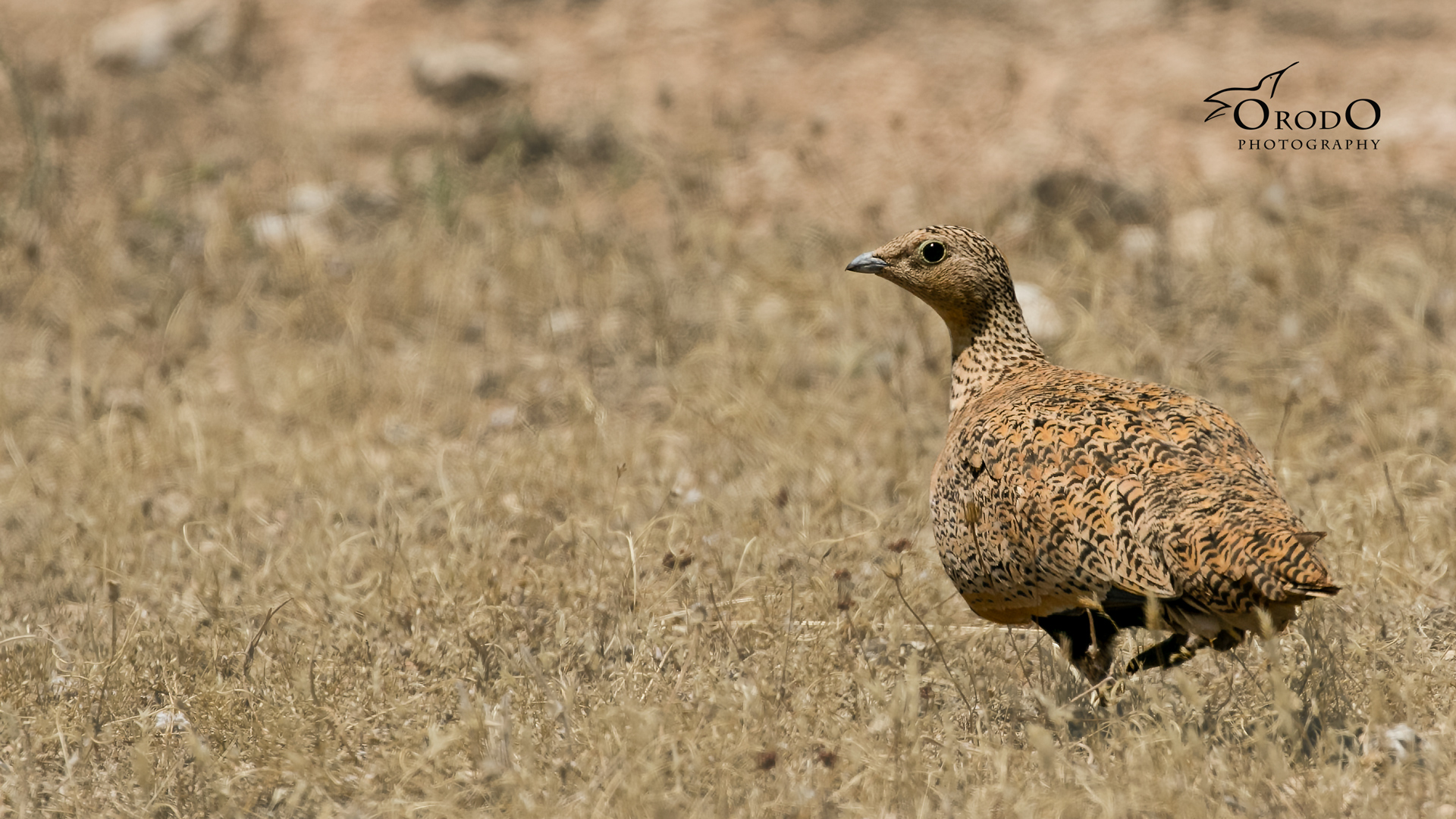 Bağırtlak » Black-bellied Sandgrouse » Pterocles orientalis