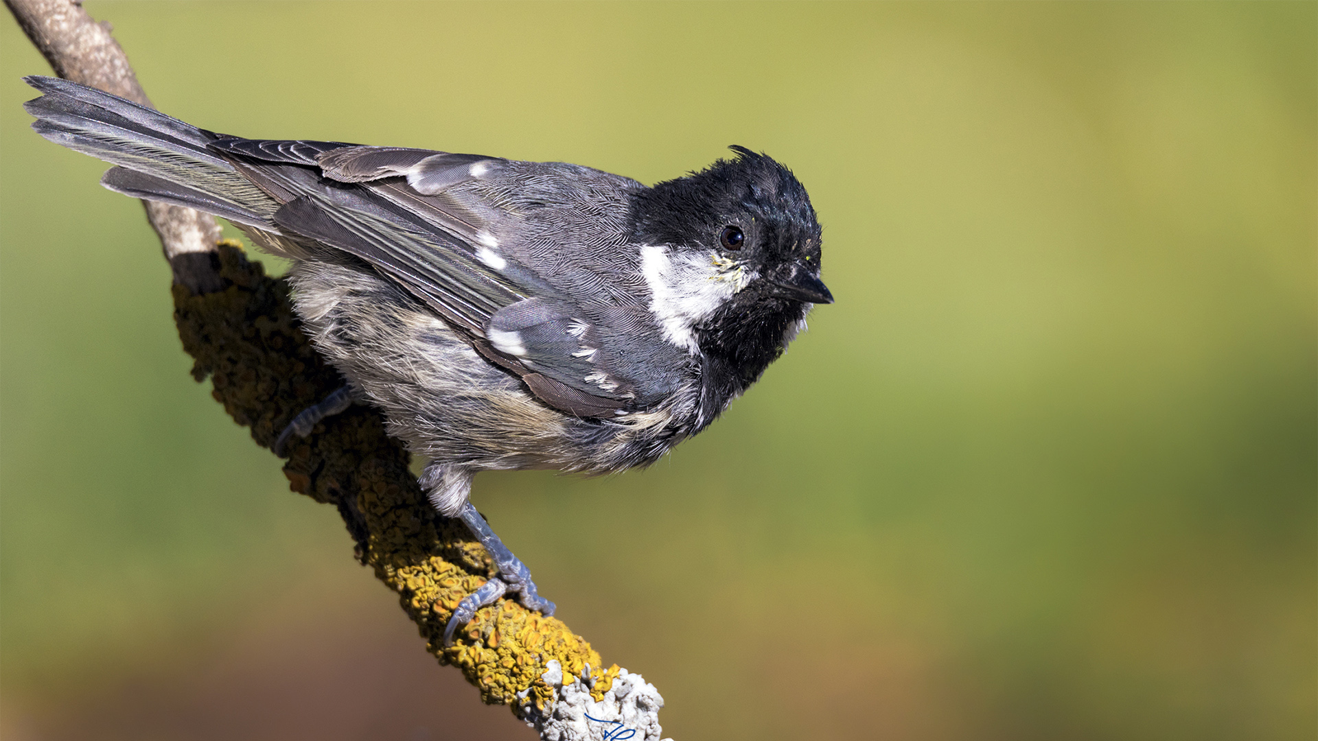 Çam baştankarası » Coal Tit » Periparus ater