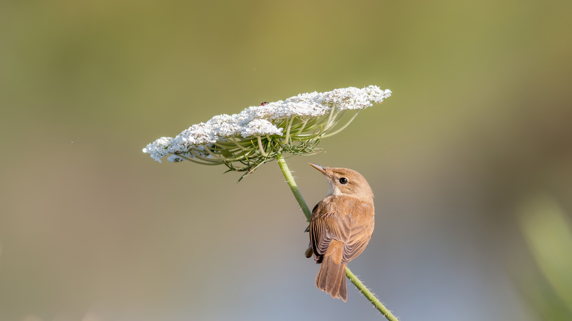 Saz kamışçını » Eurasian Reed Warbler » Acrocephalus scirpaceus