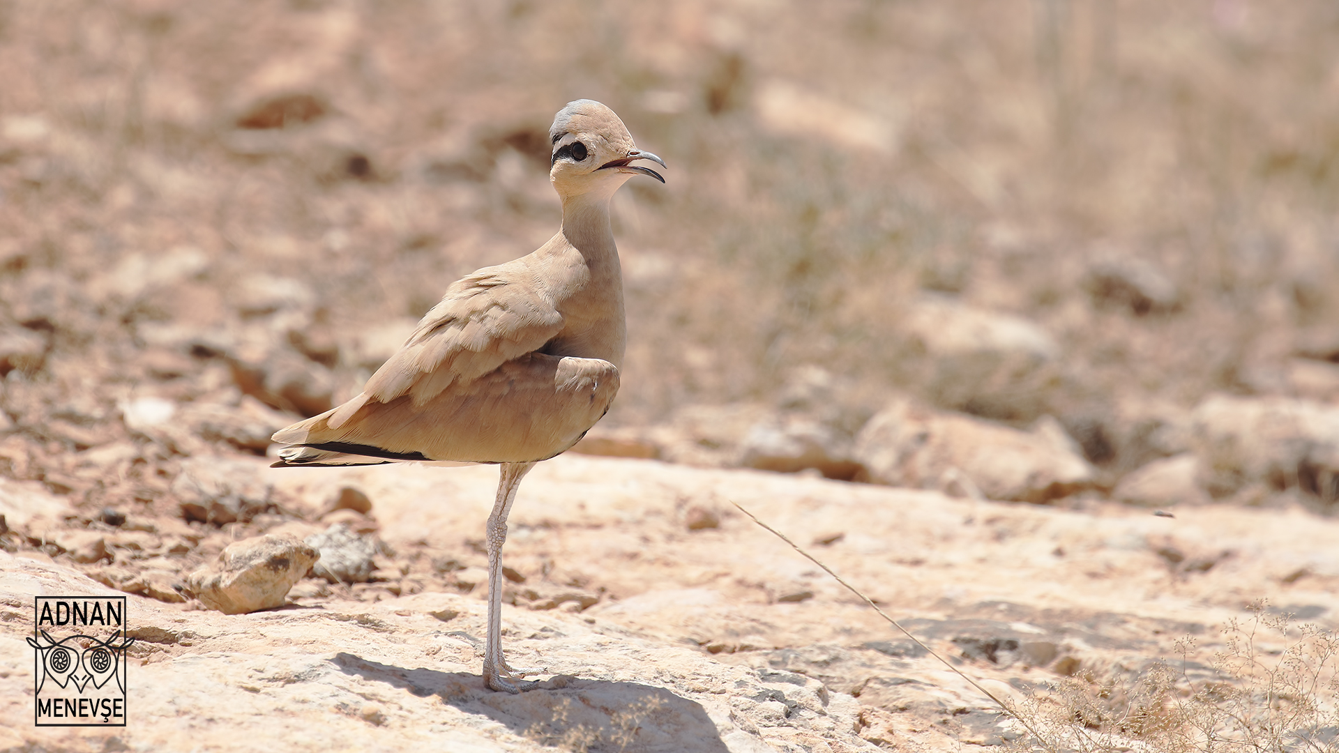 Çölkoşarı » Cream-colored Courser » Cursorius cursor