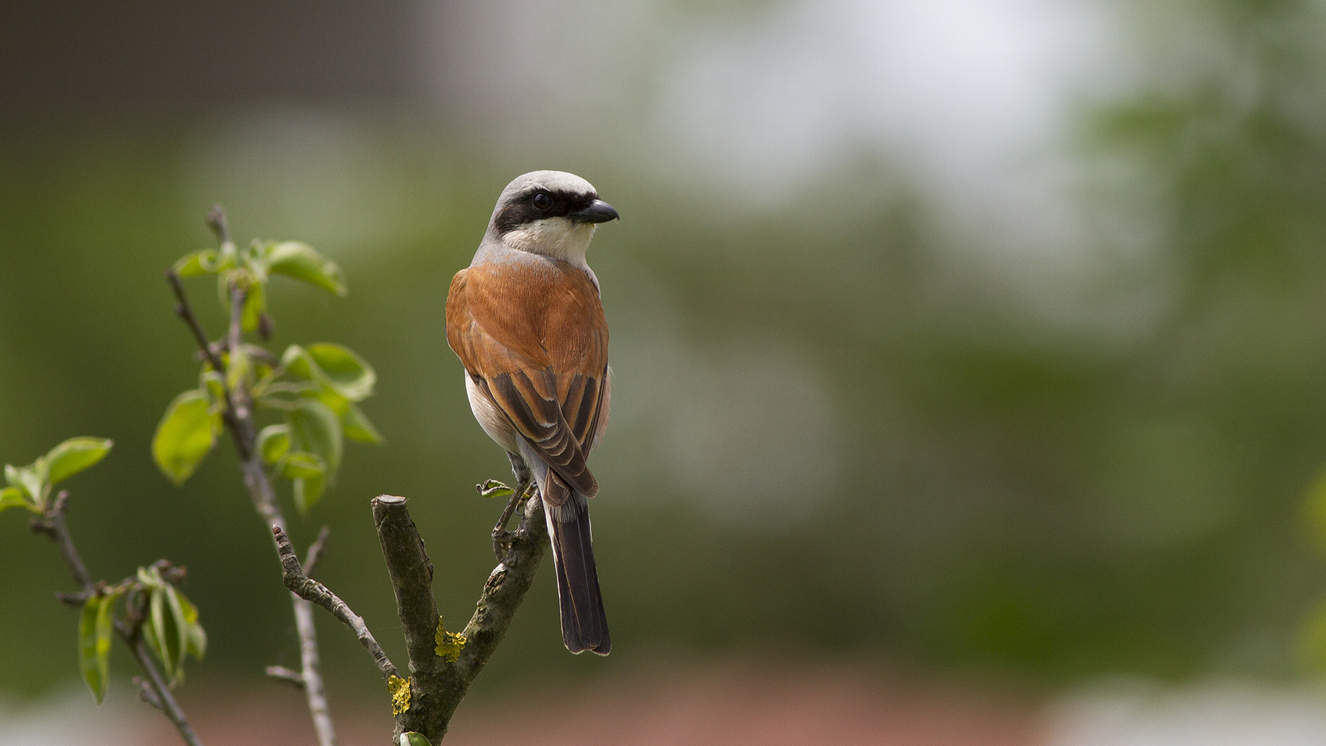 Kızılsırtlı örümcekkuşu » Red-backed Shrike » Lanius collurio