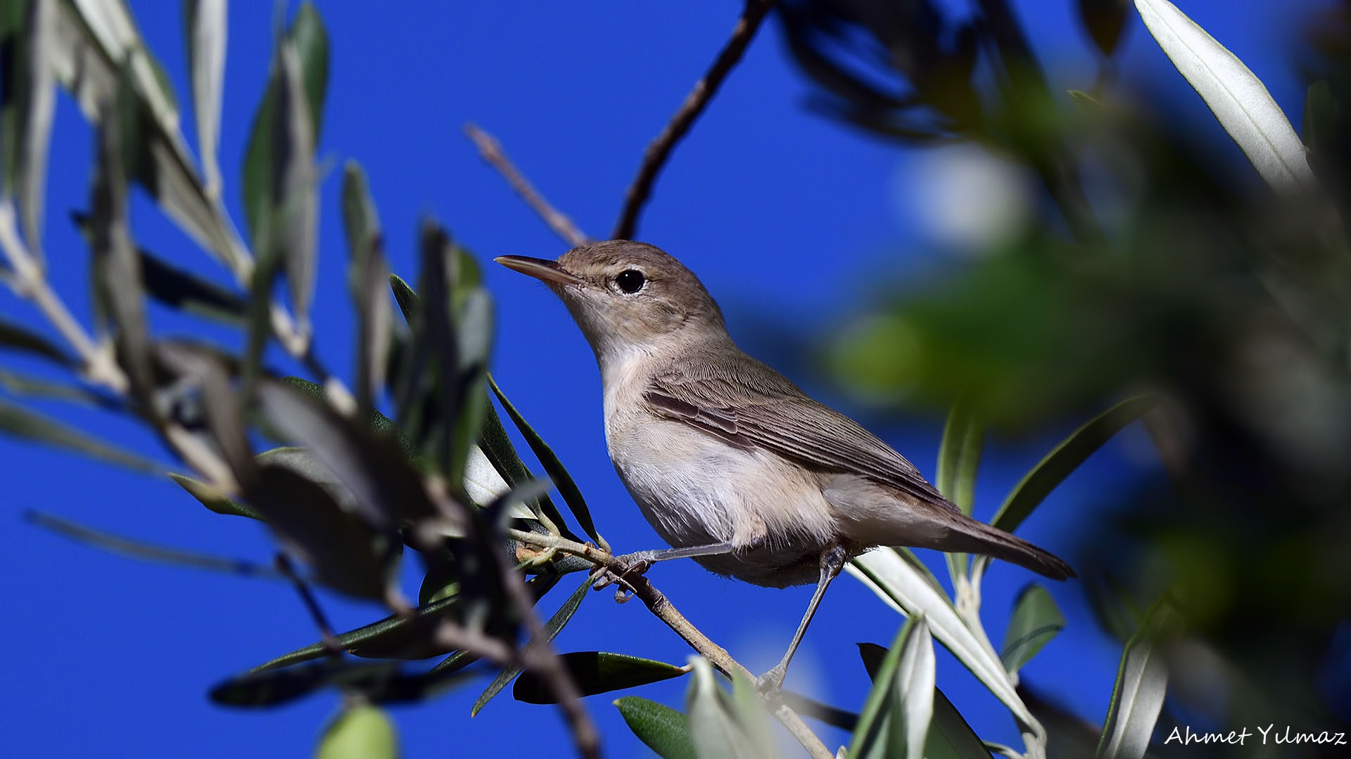 Zeytin mukallidi