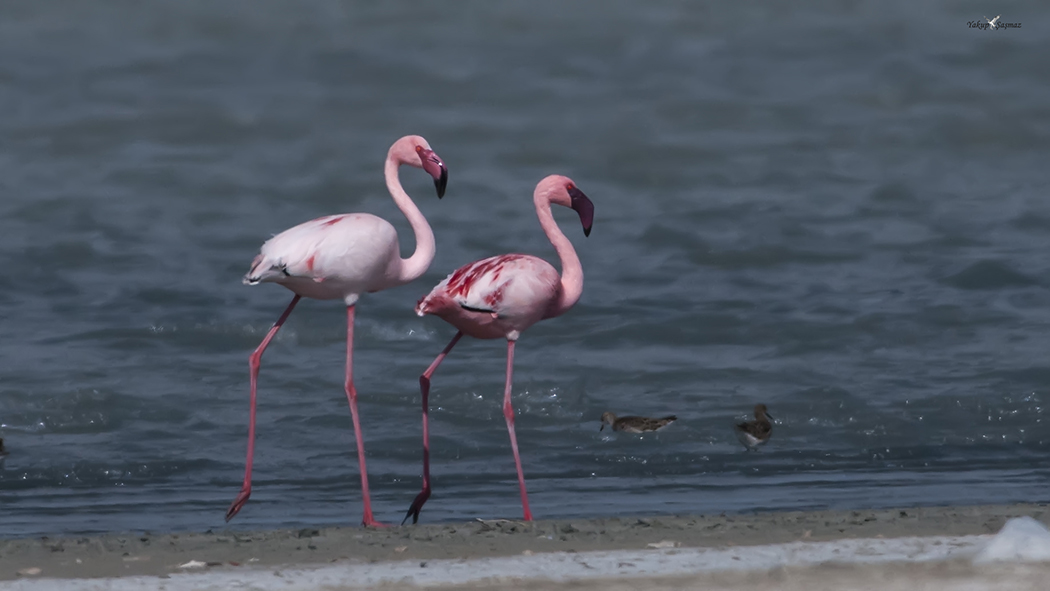 Küçük flamingo