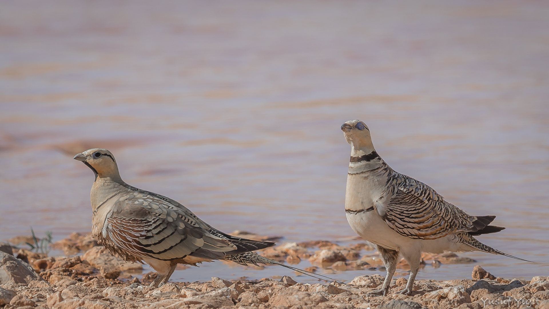 Kılkuyruk bağırtlak » Pin-tailed Sandgrouse » Pterocles alchata