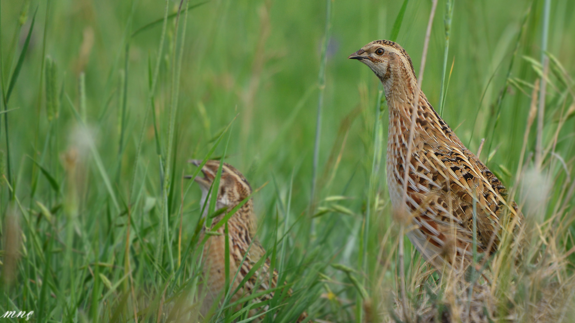 Bıldırcın » Common Quail » Coturnix coturnix